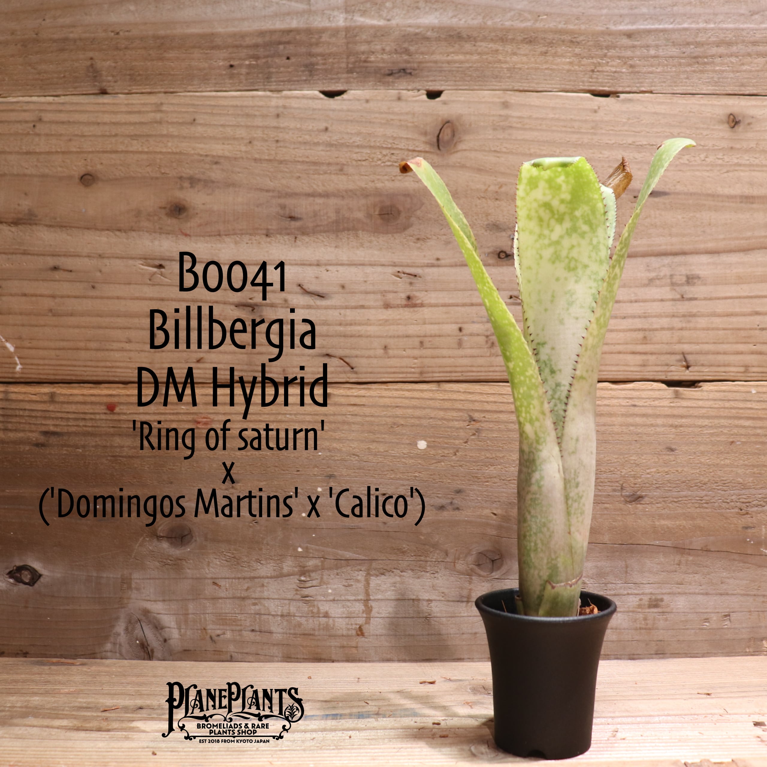 送料無料】 Billbergia 'Ring of saturn' x ('Domingos Martins' x