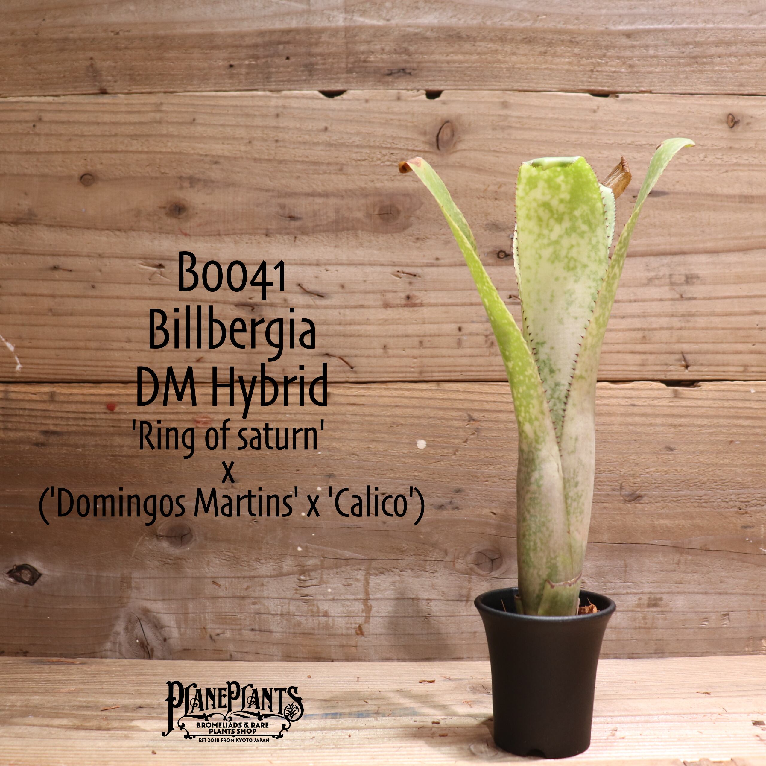 【送料無料】 Billbergia 'Ring of saturn' x ('Domingos Martins' x 'Calico')〔ビルベルギア〕現品発送B0041