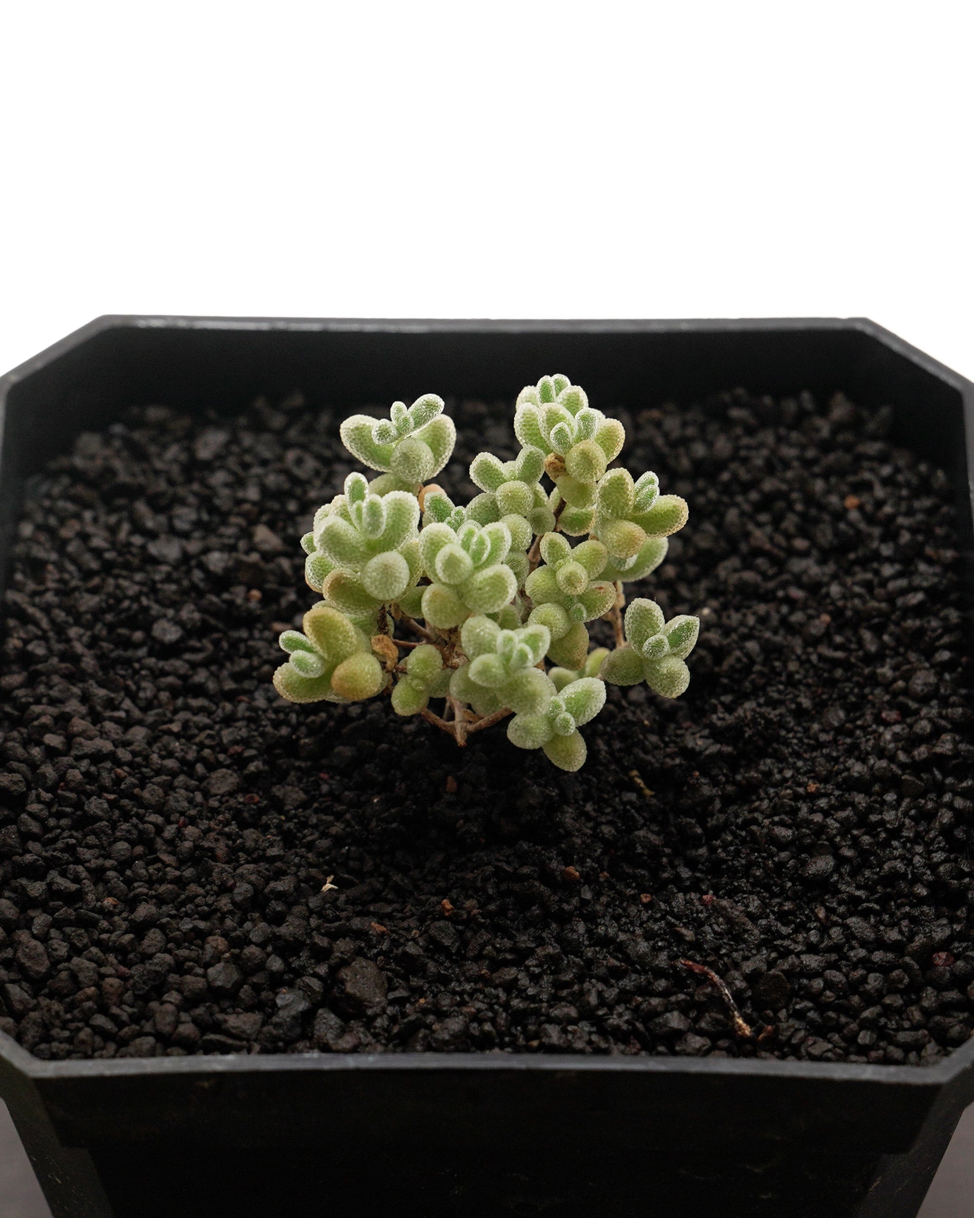 鉢植え ドロサンテマム スキルパッド Drosanthemum 'Skilpad