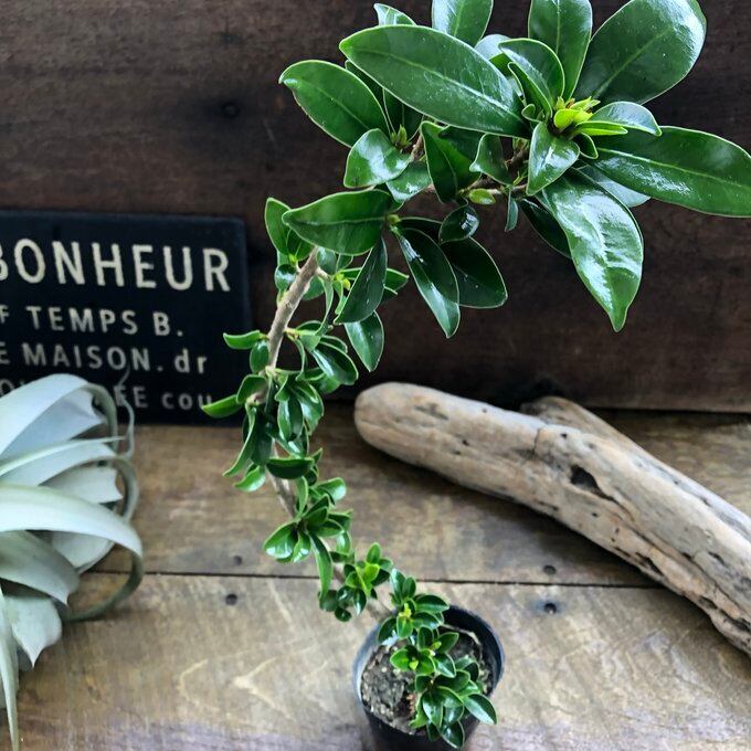 植物の店ベリー