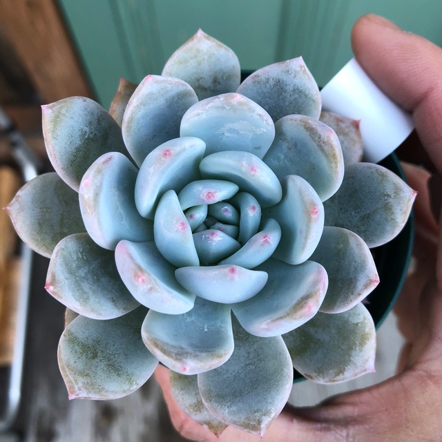 ラウリンゼ Echeveria 'Laulindsa'