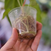 アンスリウム・レガレ / Anthurium Regale⑨