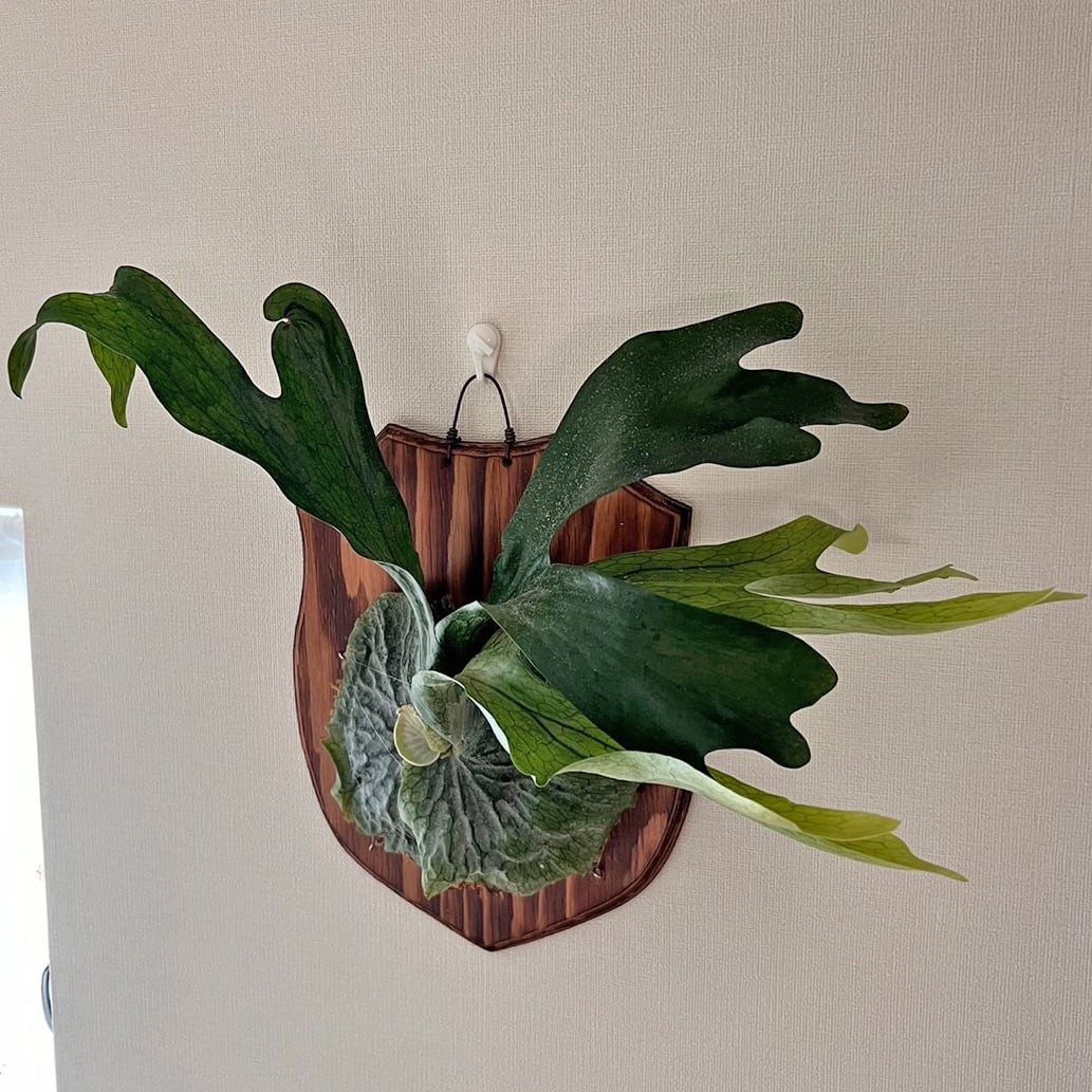 ビカクシダ グランデ 板付 【観葉植物 壁掛け コウモリラン