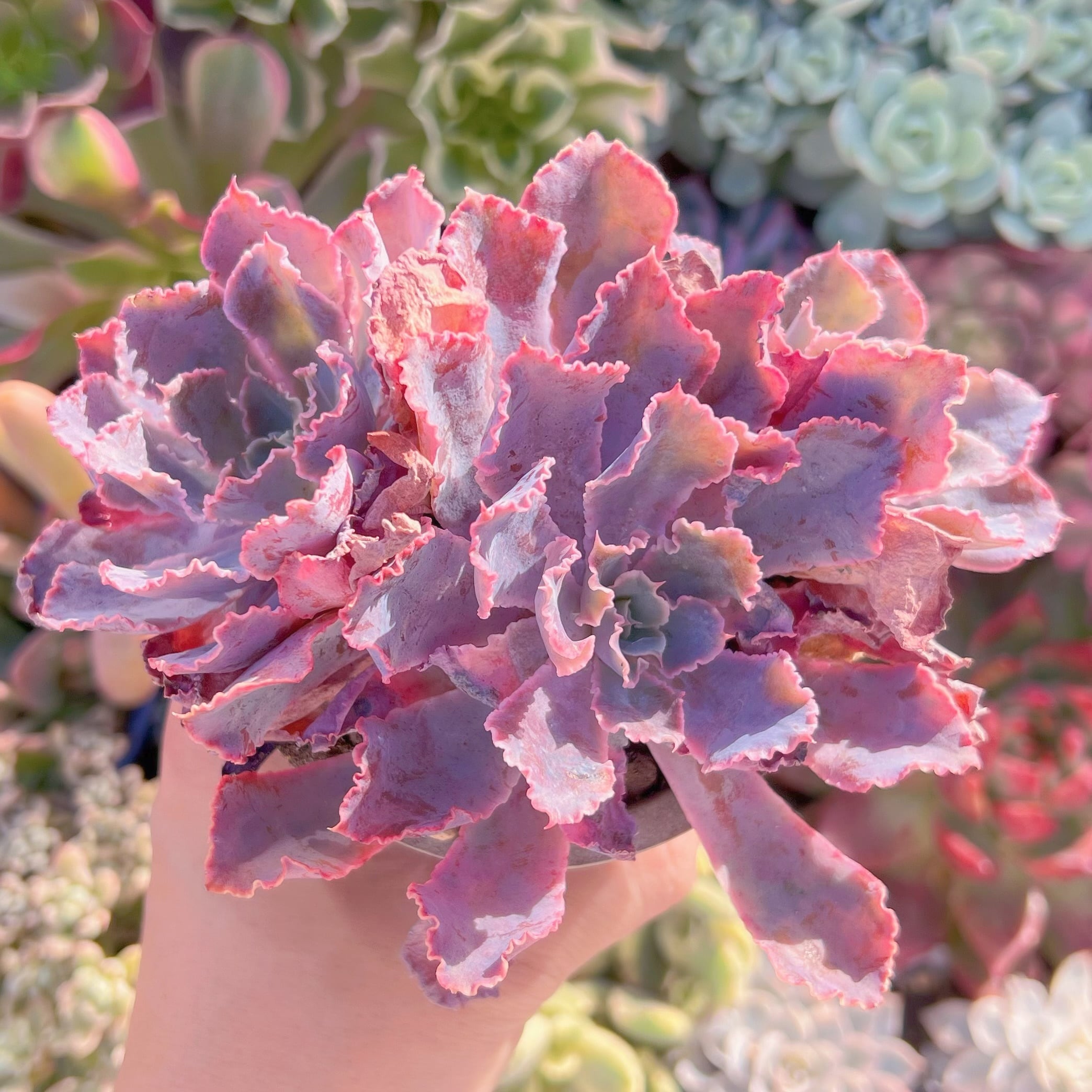 現品　シャビアナ#A04　るる農園