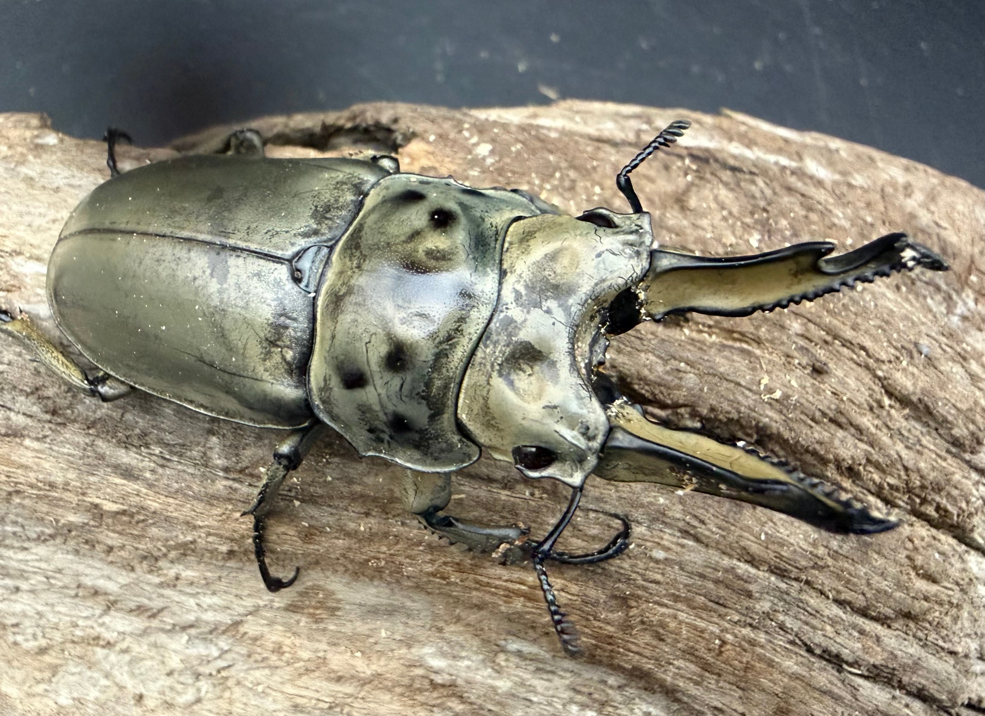 WD】《モセリオウゴンオニクワガタ ゲンティンハイランド産 70mm ペア