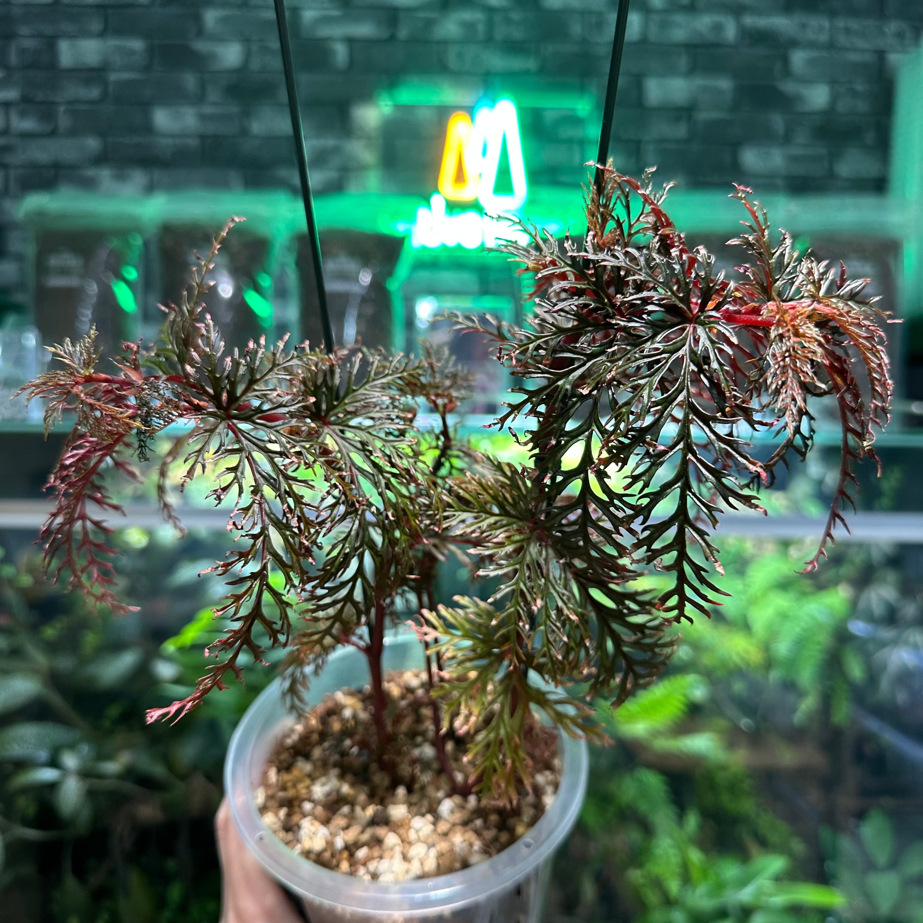 Begonia murina | ベゴニア専門 オンラインショップ