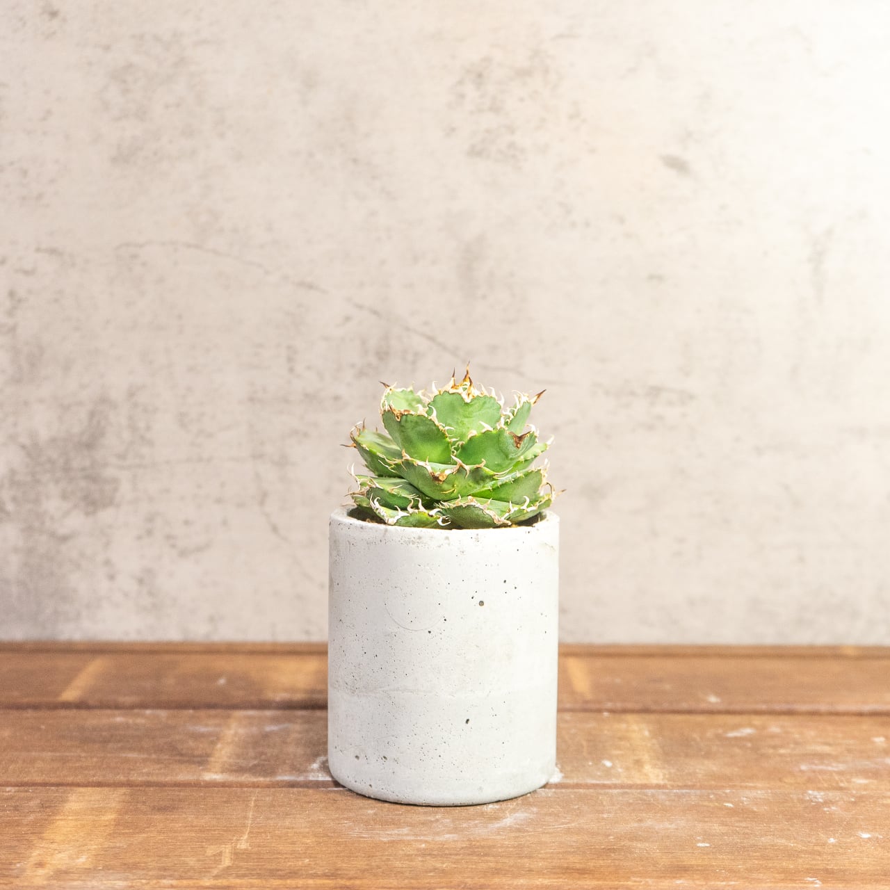 アガベ・チタノタ フィリグリー（丸葉・幅広タイプ）極上の肉厚感を楽しむ逸品｜Atmossphereオリジナル一点物モルタル鉢仕立て【虫発生抑制用土】