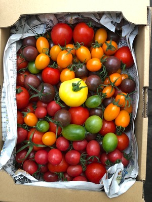 【自宅用】1Kg カラフルミニトマト詰め合わせ