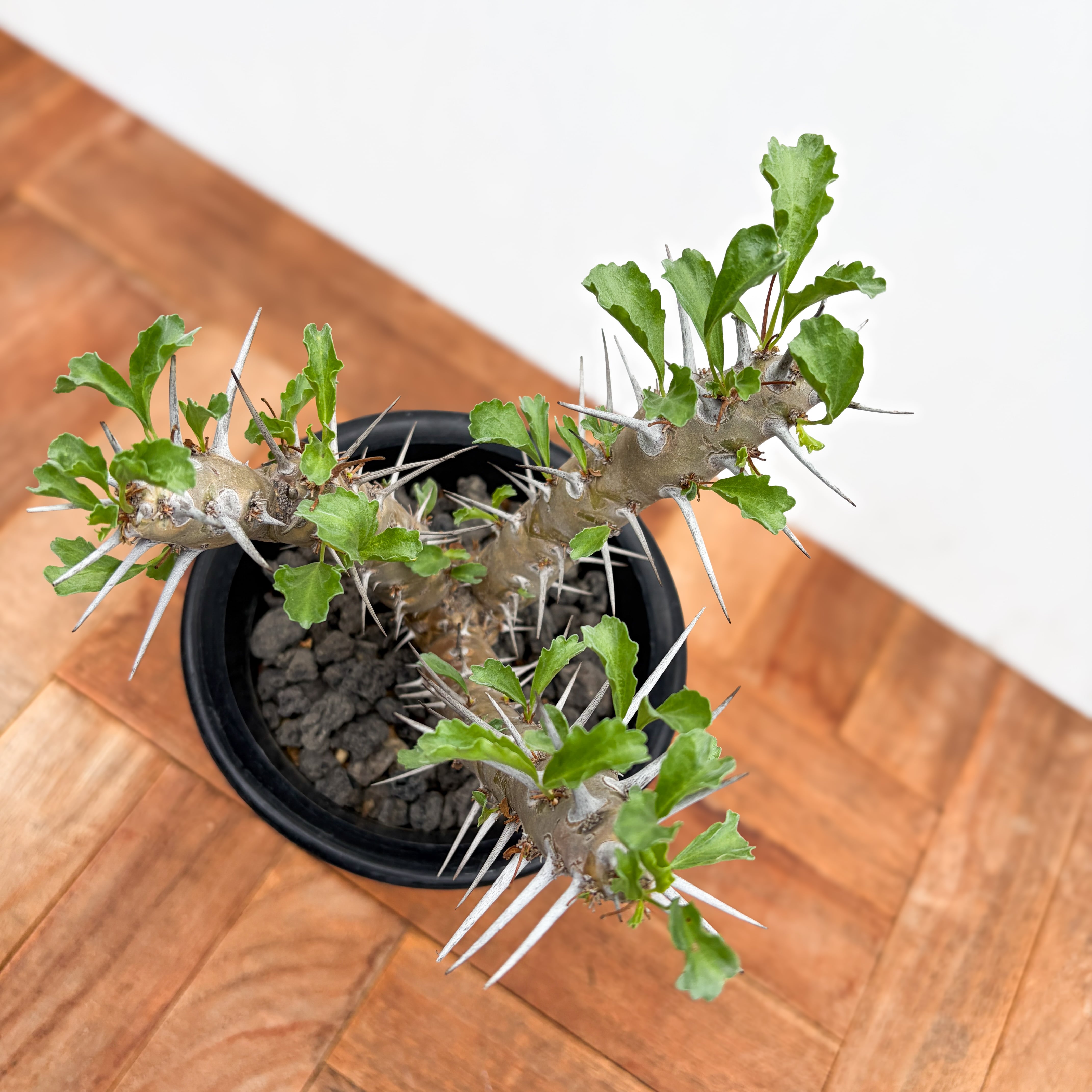 Sarcocaulon crassicaule【サルコカウロン・クラシカウレ】 | RIMO'S