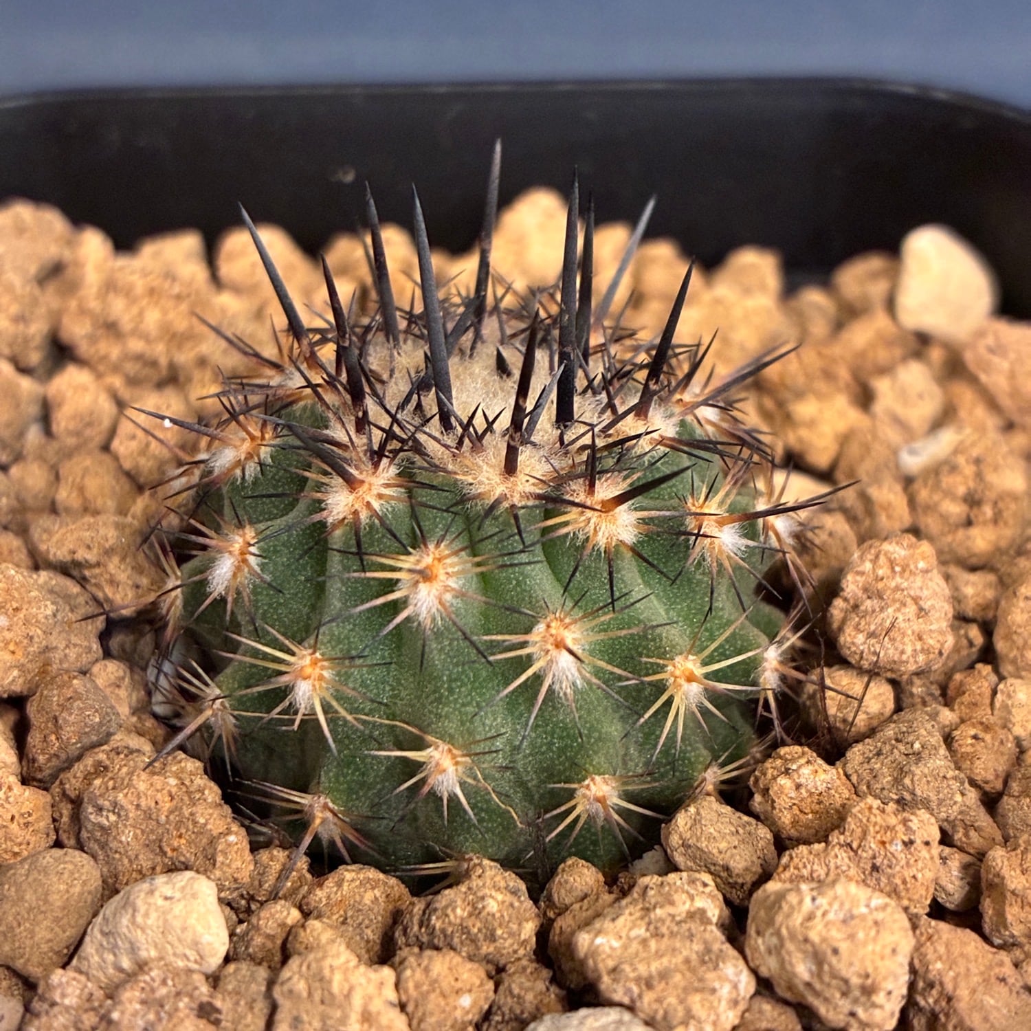 サボテン Copiapoa】サボテン イスラヤsp実生【783】 | PROTOLEAF プロトリーフ
