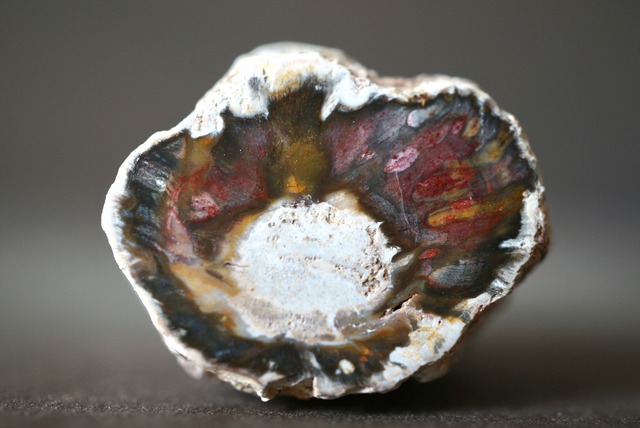 珪化木 ペトリファイドウッド Petrified Wood 1211~1216
