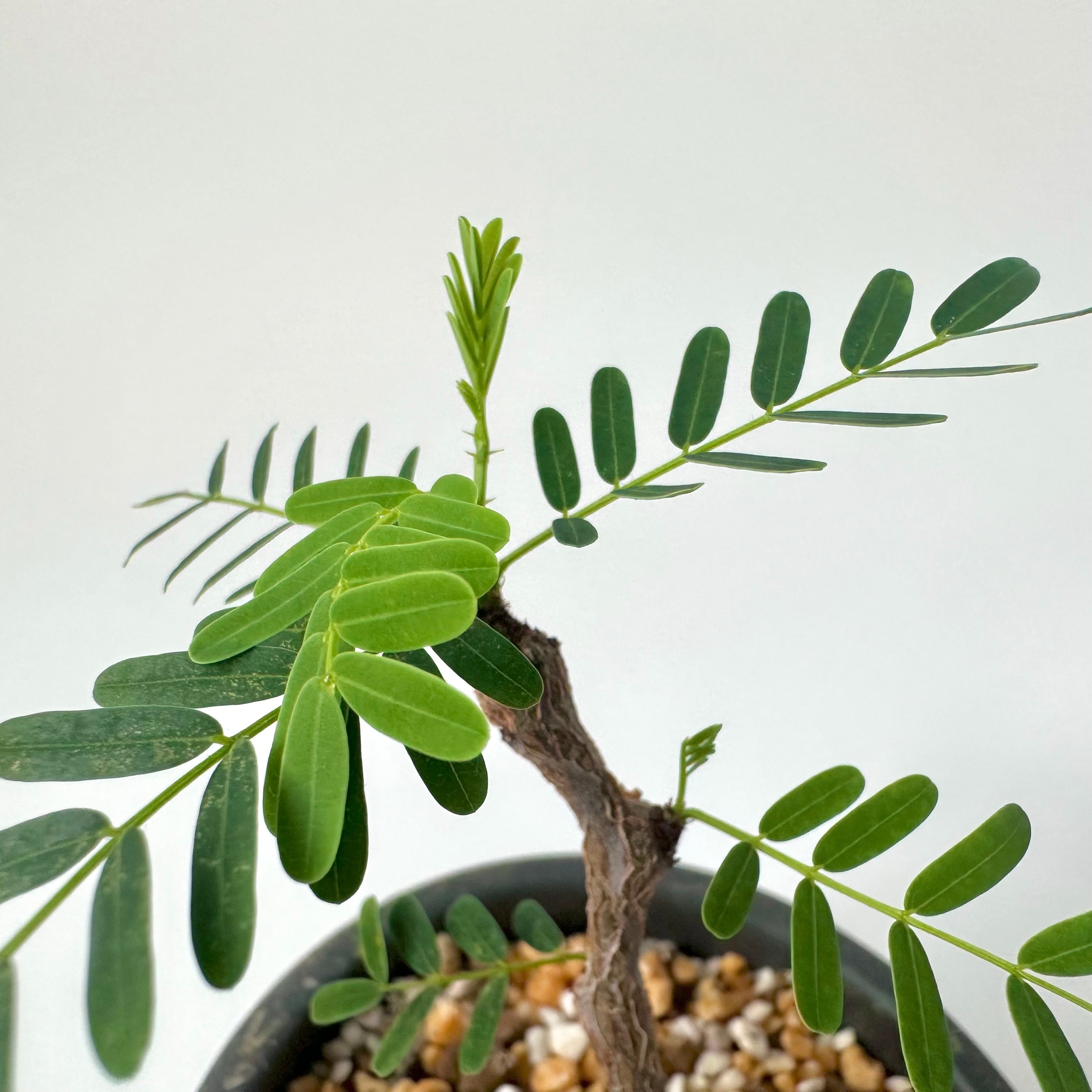 センナ・メリディオナリス｜盆栽仕立て | 白昼堂々. - 観葉植物専門の