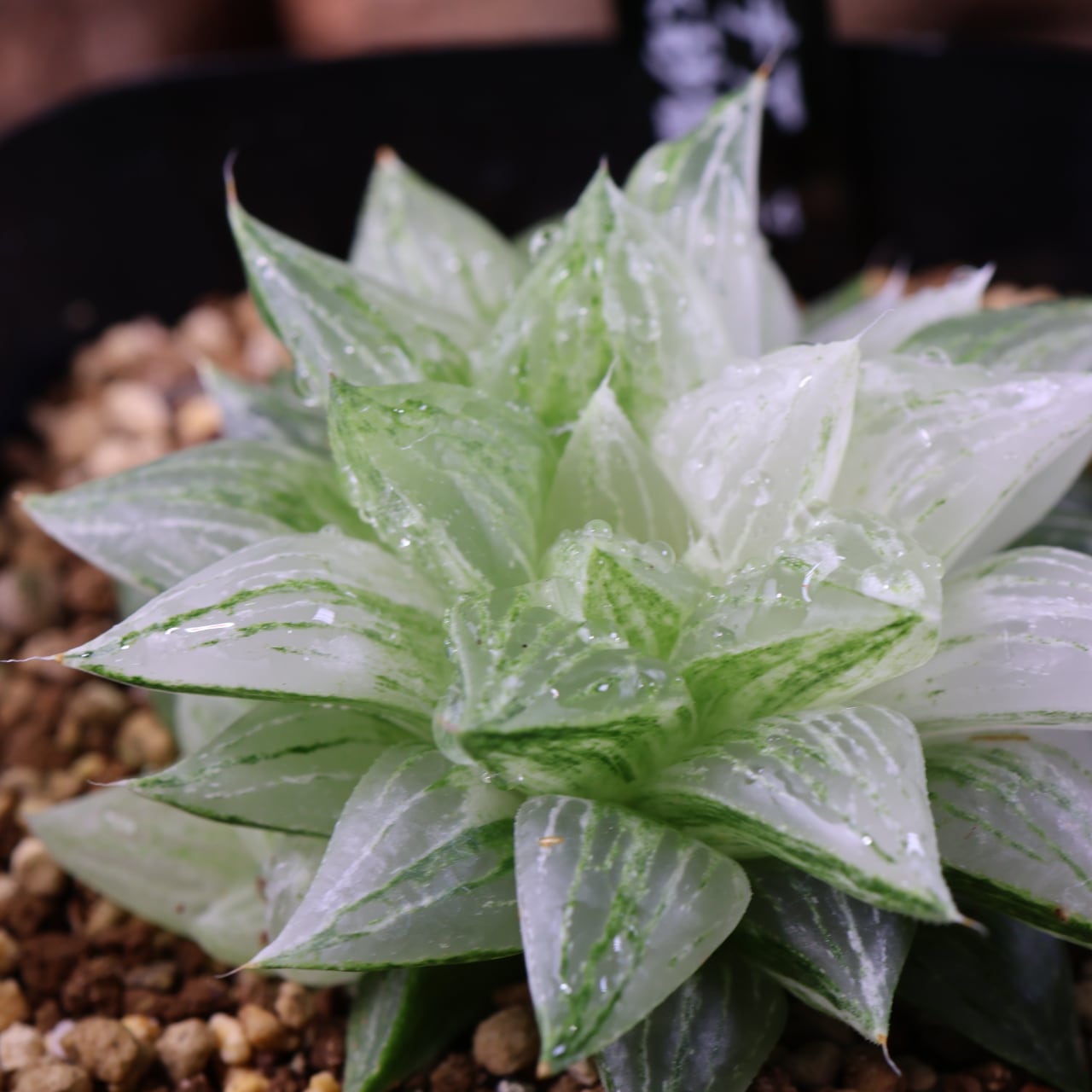 氷砂糖 3株セット ハオルチア 斑 錦 多肉植物 ウルトラ処分 Yahoo