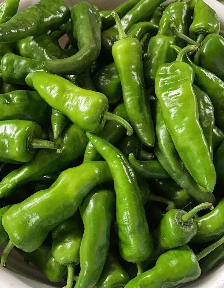 【予約商品】日本産 辛い青唐辛子 激辛 唐辛子 500g 延辺野菜 延辺唐辛子 在庫があると即納致します!