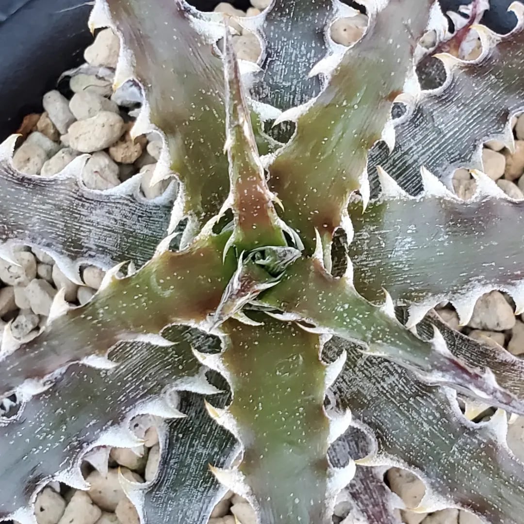 F00432_Dyckia 'Evil Wing'：ディッキア・イーブルウイング（子株