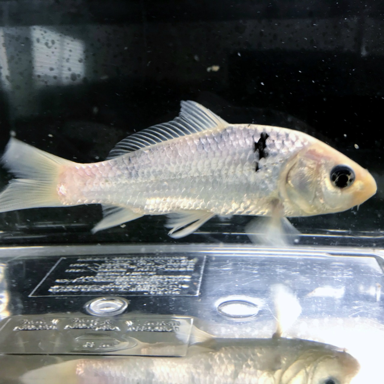 （錦鯉）白べっ甲（1匹）【生体】