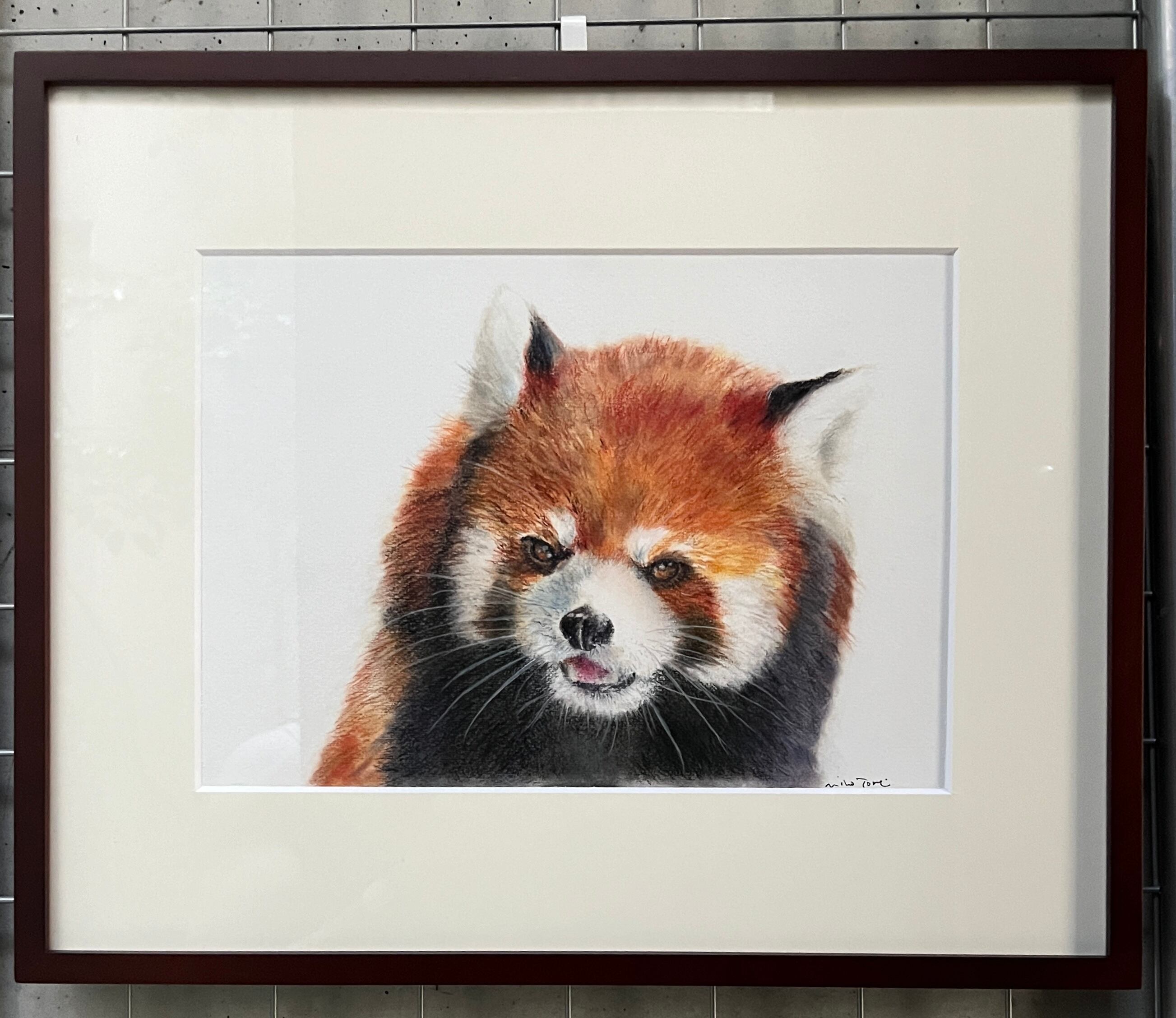 レッサーパンダ(色鉛筆画） | Pay ID