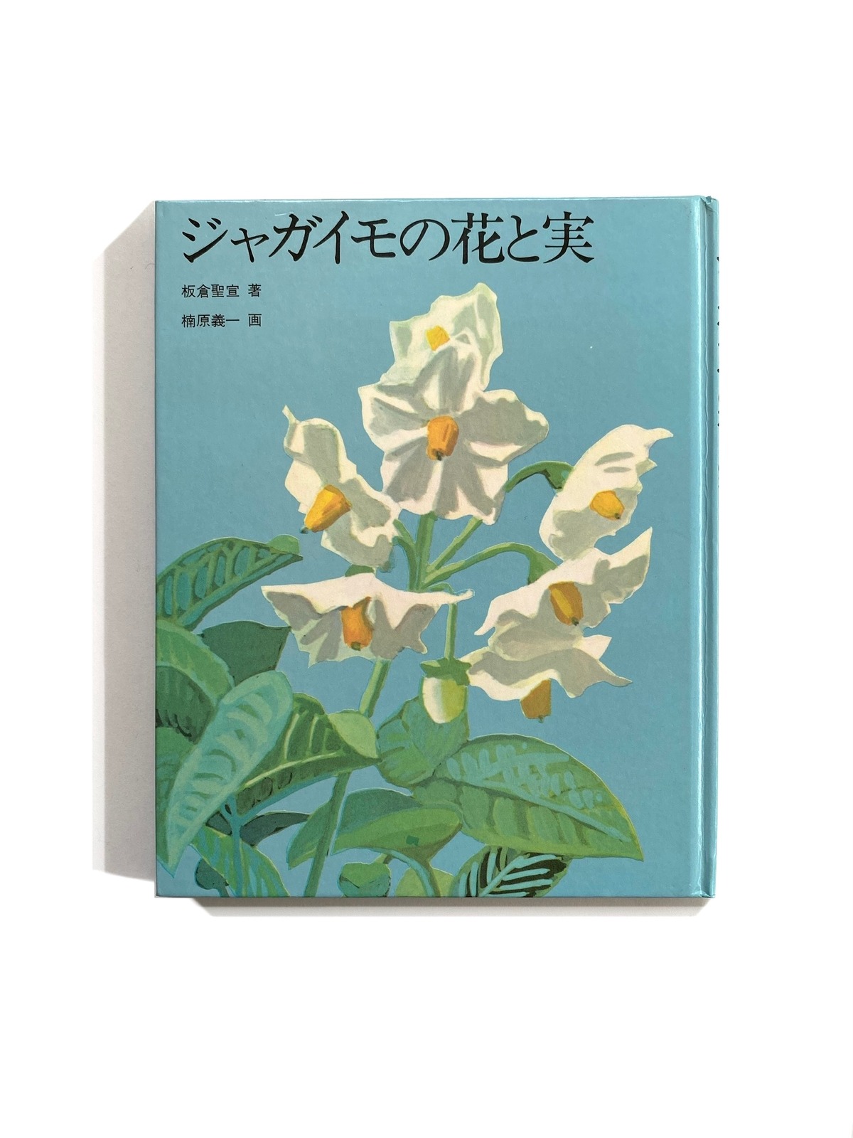 ジャガイモの花と実 Julybooks 七月書房 ジャガイモの花と実 Julybooks 七月書房