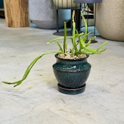 リプサリス・ラウヒホラム