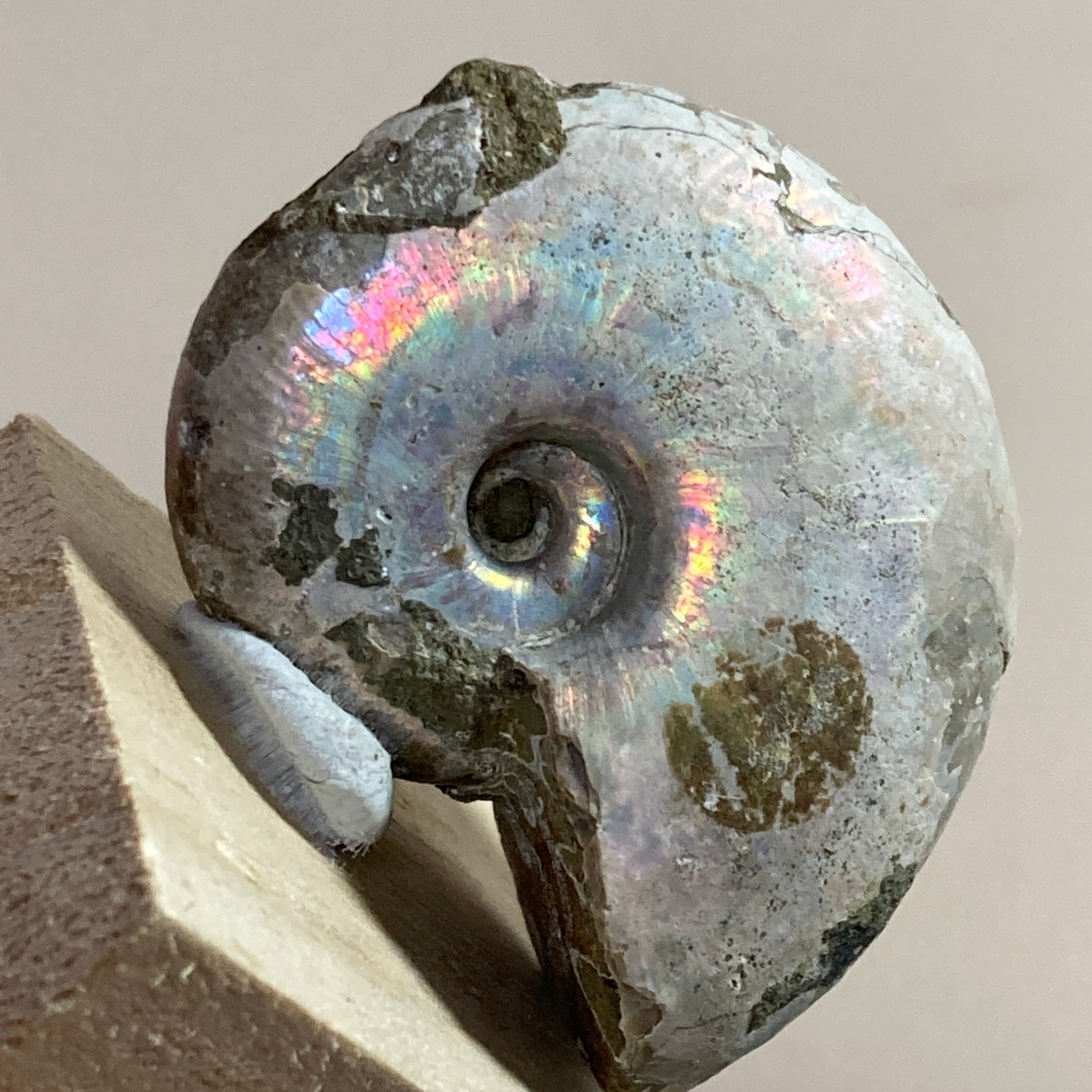 三葉虫 化石 fossil 海 ボリビア産 trilobite 海生動物判別②+sma