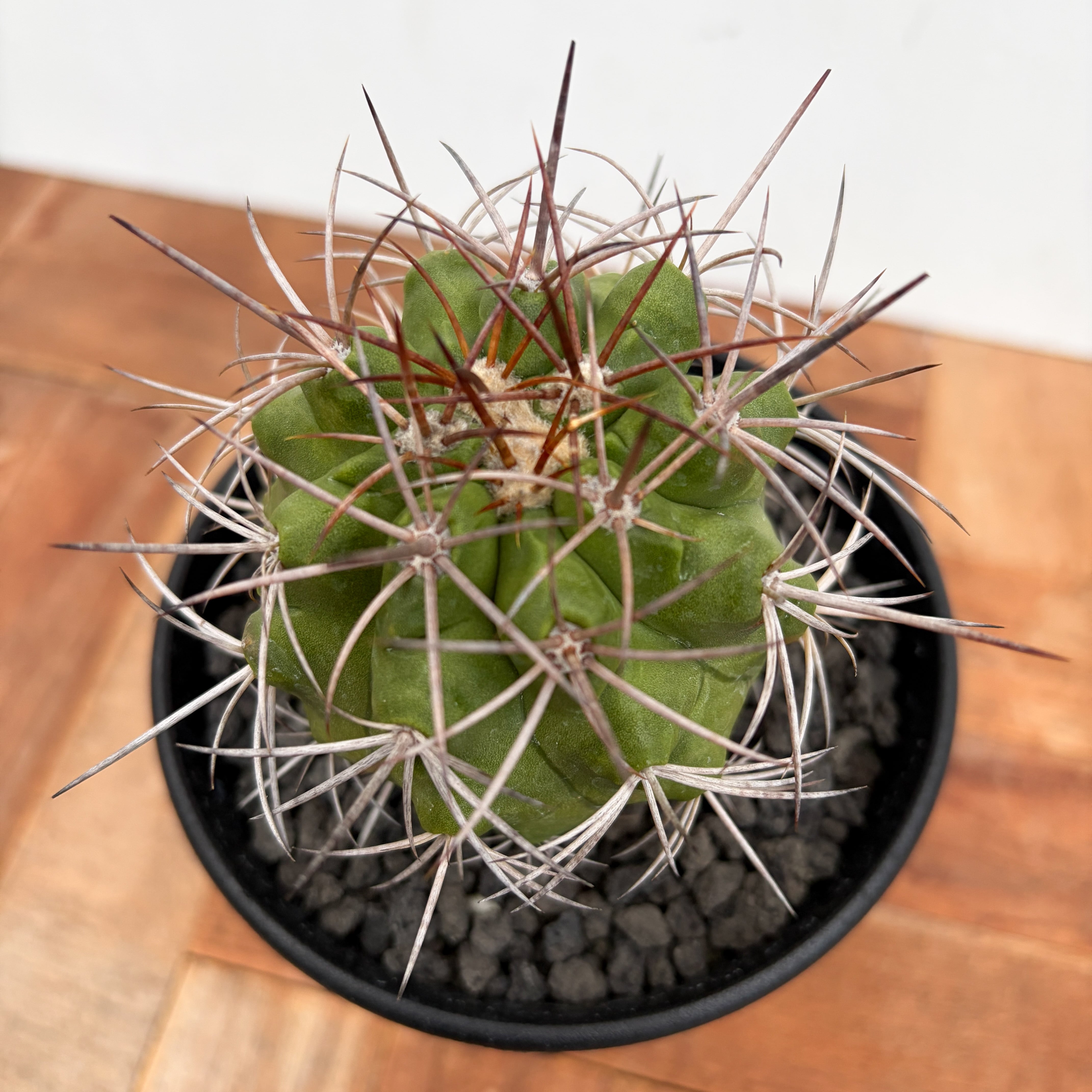 Copiapoa alticostata【コピアポア・アルチコスタータ・実生