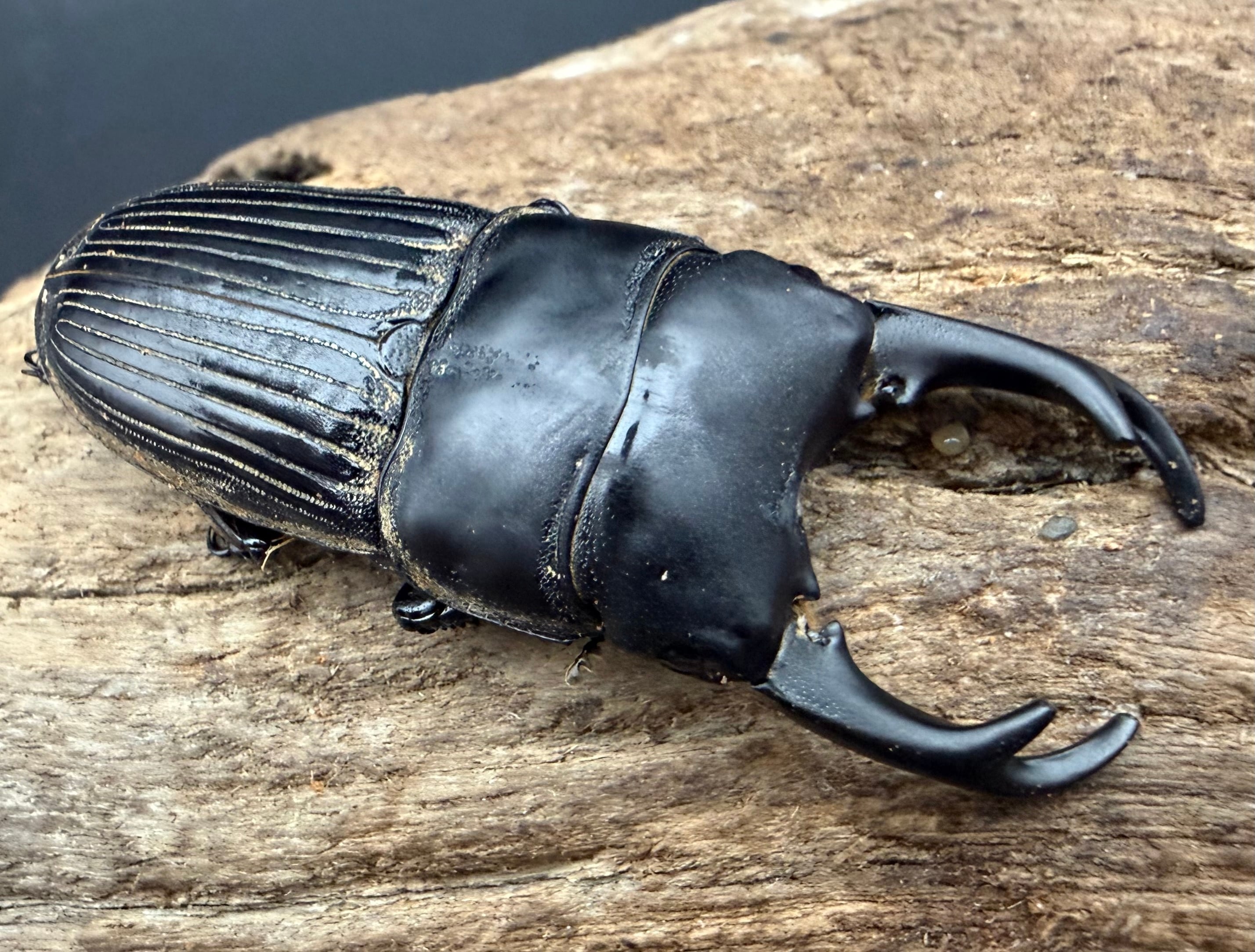 色残抜群】トゲアクマツユムシ リオック 直翅類 カマキリ マンティス