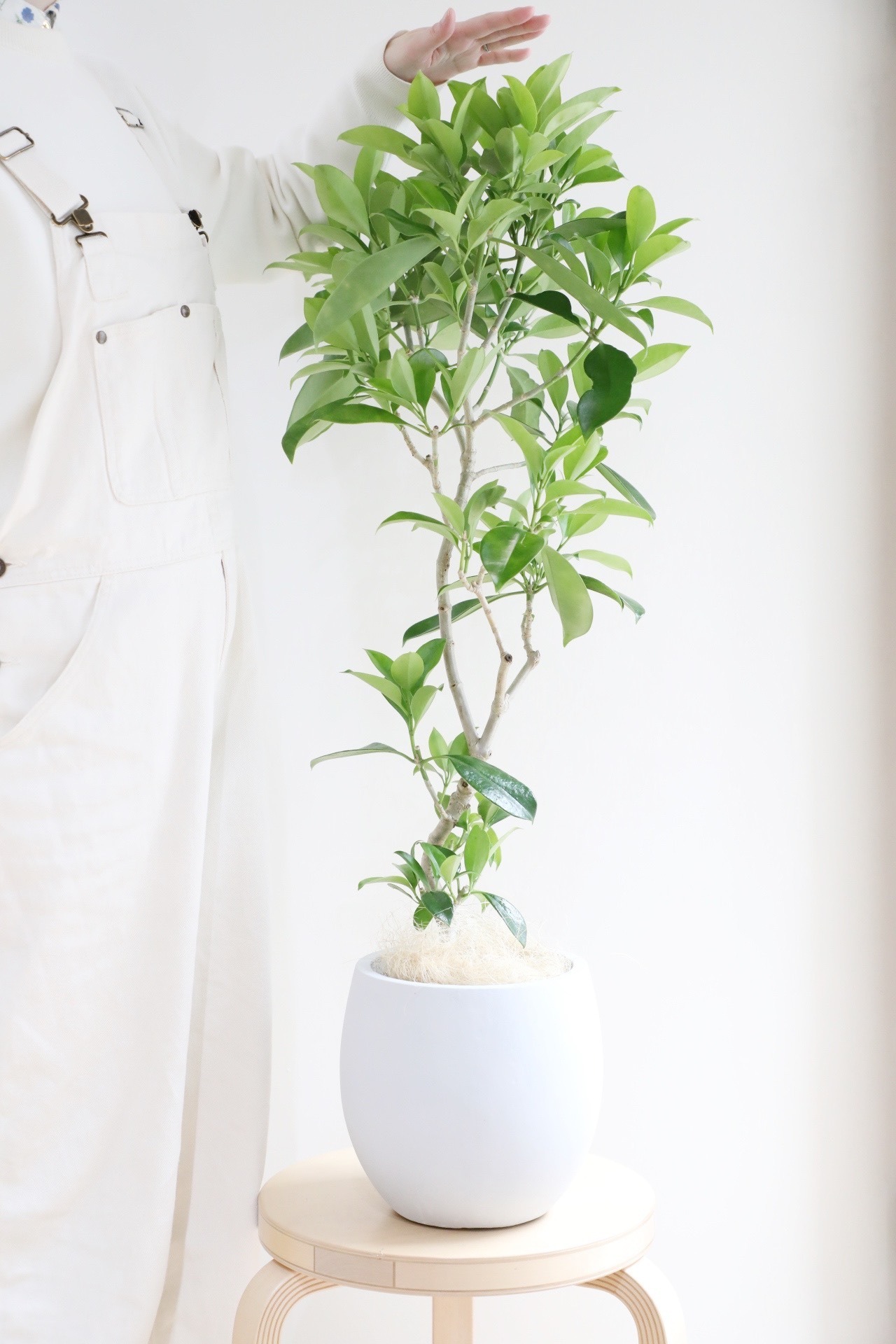 【L/99cm】ファグラエア ベルテロアナ/Fagraea berteroana