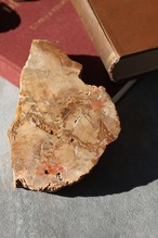 ペトリファイドウッド プレート |  Petrified Wood Plate ◇ 天然石・鉱物・パワーストーン | st00408