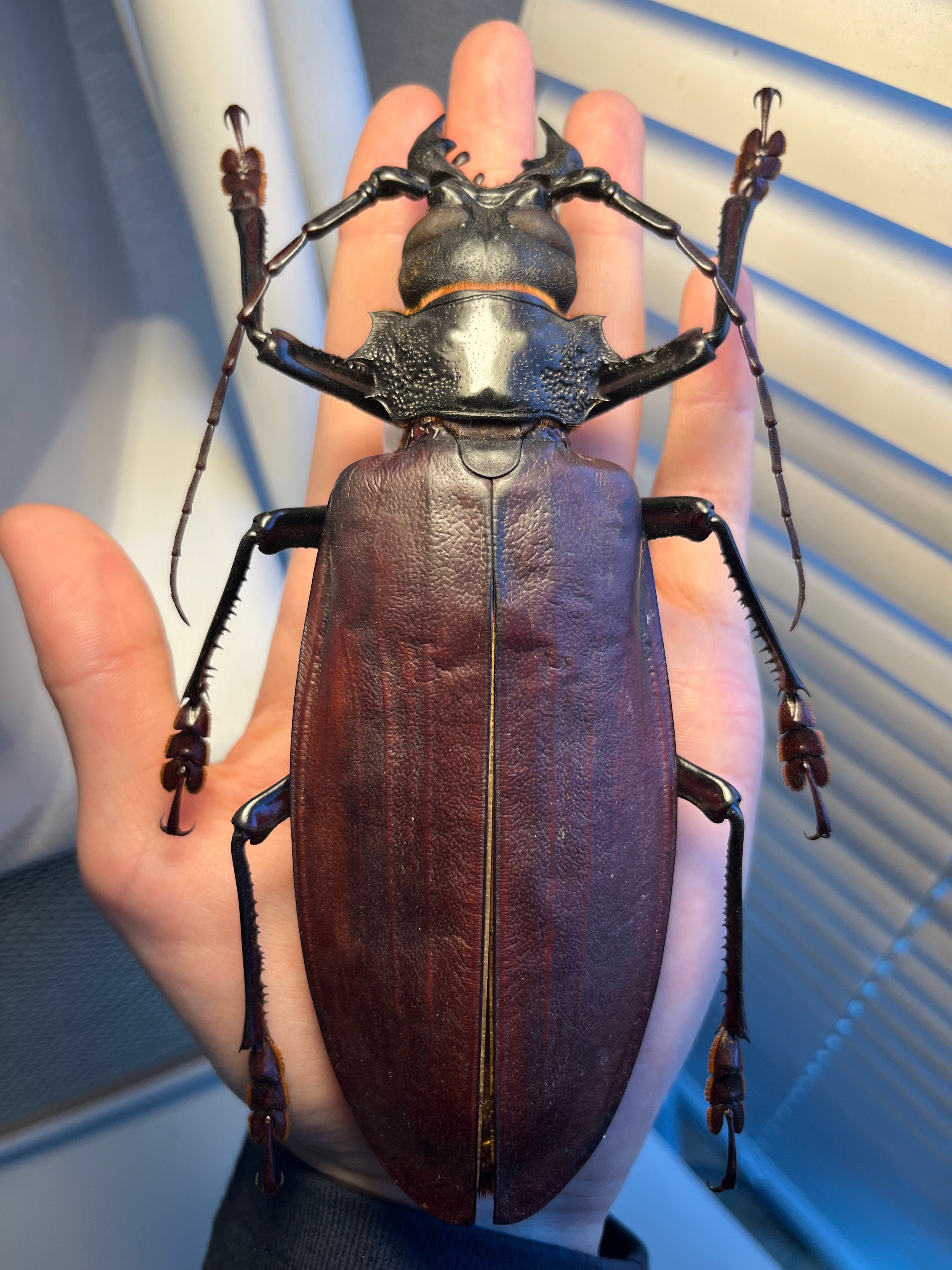 158mm】タイタンオオウスバカミキリ カブトムシクワガタハナムグリ