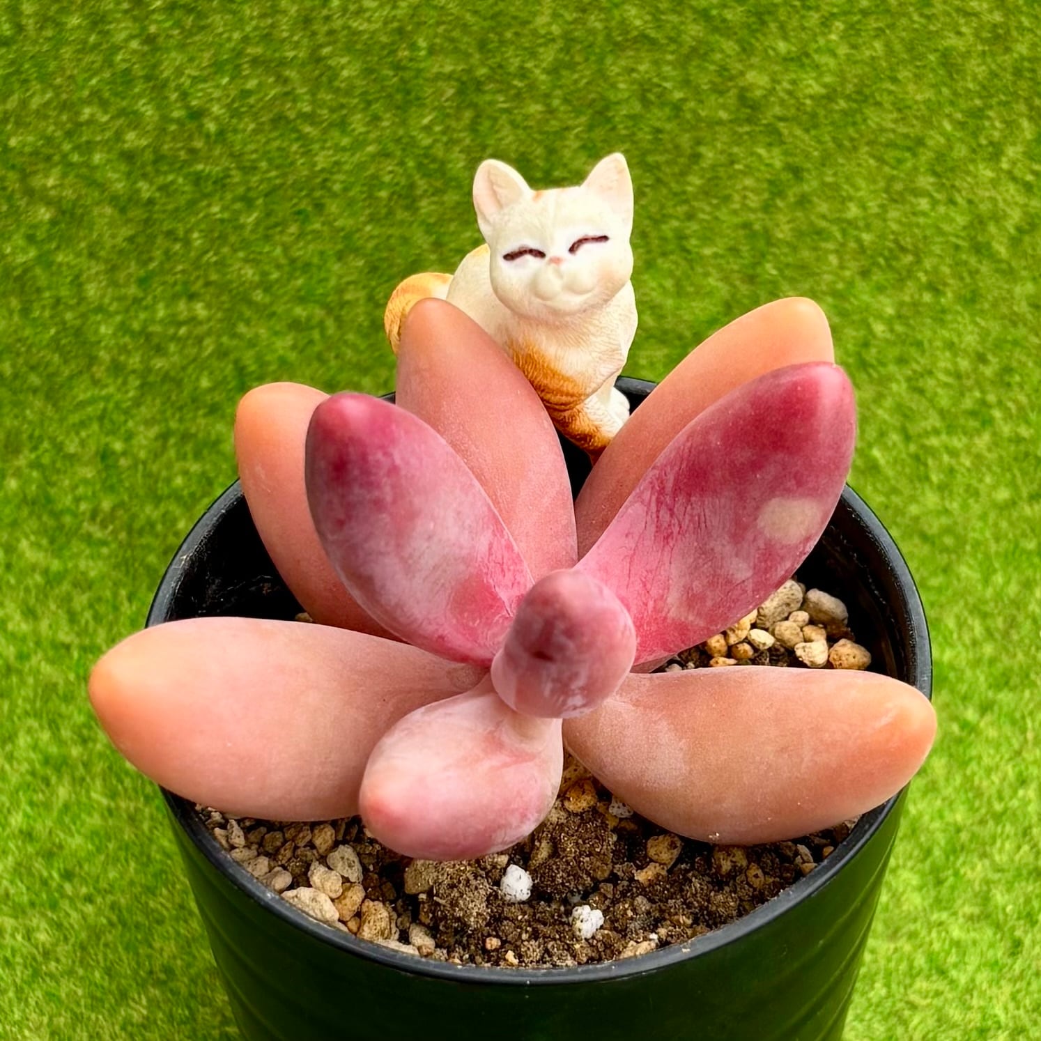 ピーチ姫（ブロンズ姫錦） | 多肉植物 豆彦商店