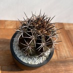 Copiapoa dura【コピアポア・デュラ・銅羅丸・実生】