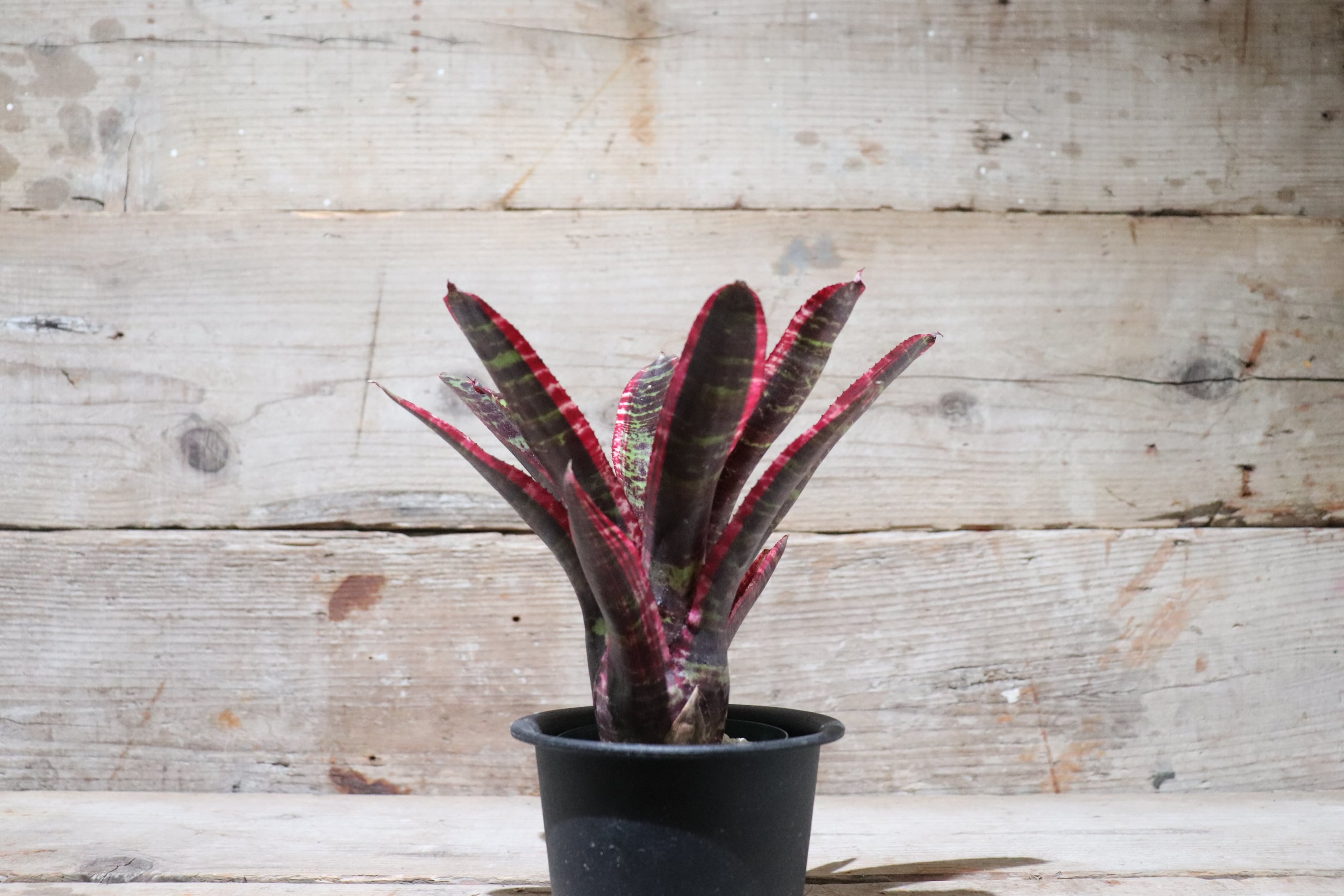 送料無料】Neoregelia 'Lucifer'〔ネオレゲリア〕現品発送N0028