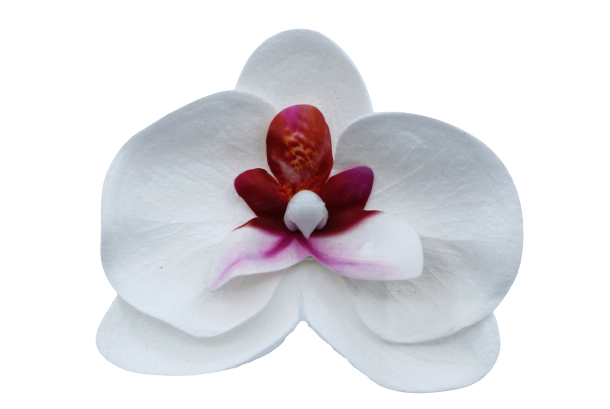 胡蝶蘭E-W1 ホワイト レッド (9輪入りor25輪入り)