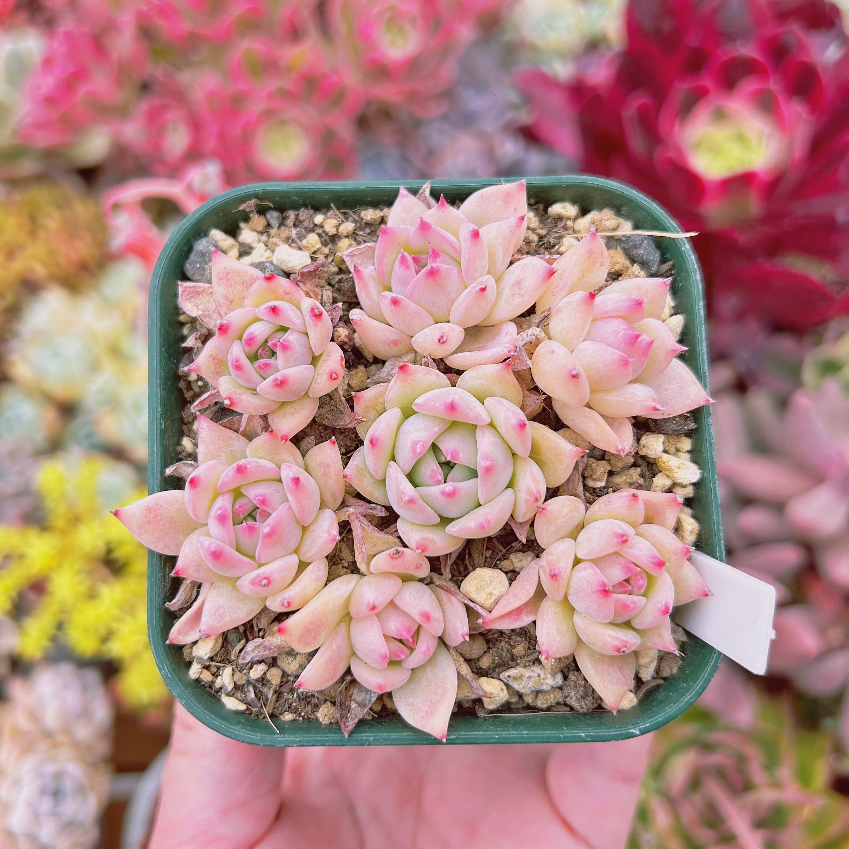 現物　多肉植物　AKマリア　