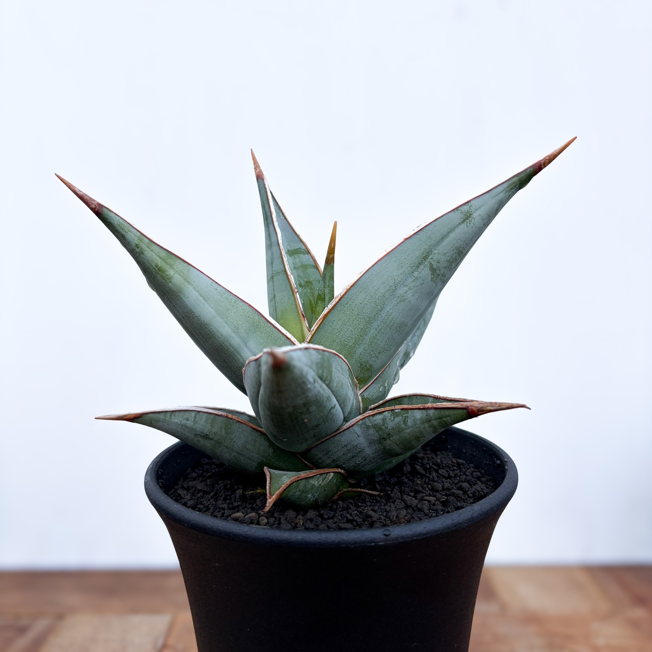 Sansevieria pinguicula【サンセベリア・ピングイキュラ】