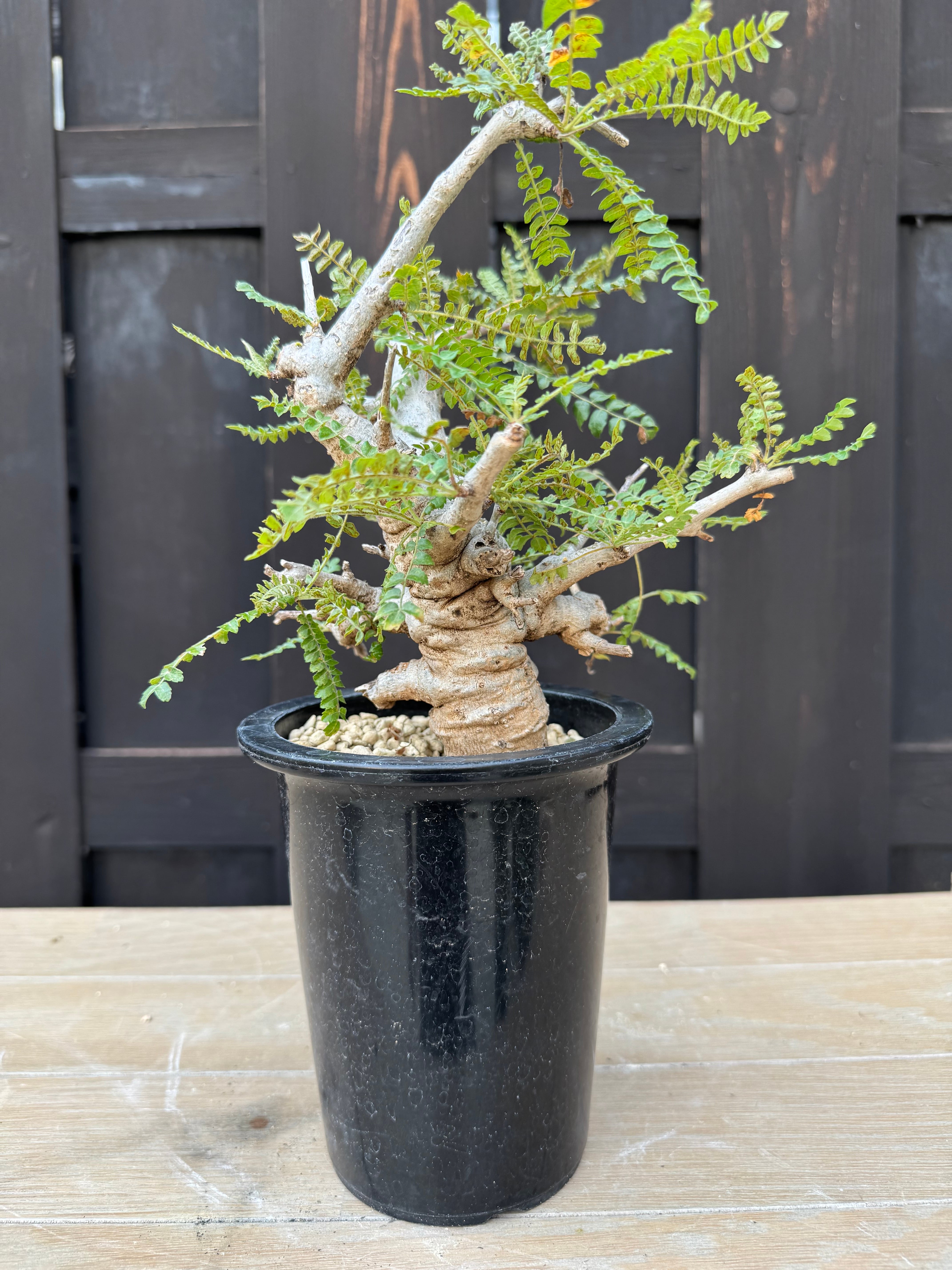 新着】Boswellia neglecta【良型・タイ実生】 ボスウェリア