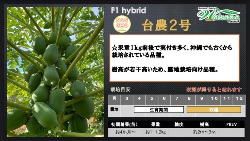 台農2号2本セット」青パパイヤ苗 | wakabaseed