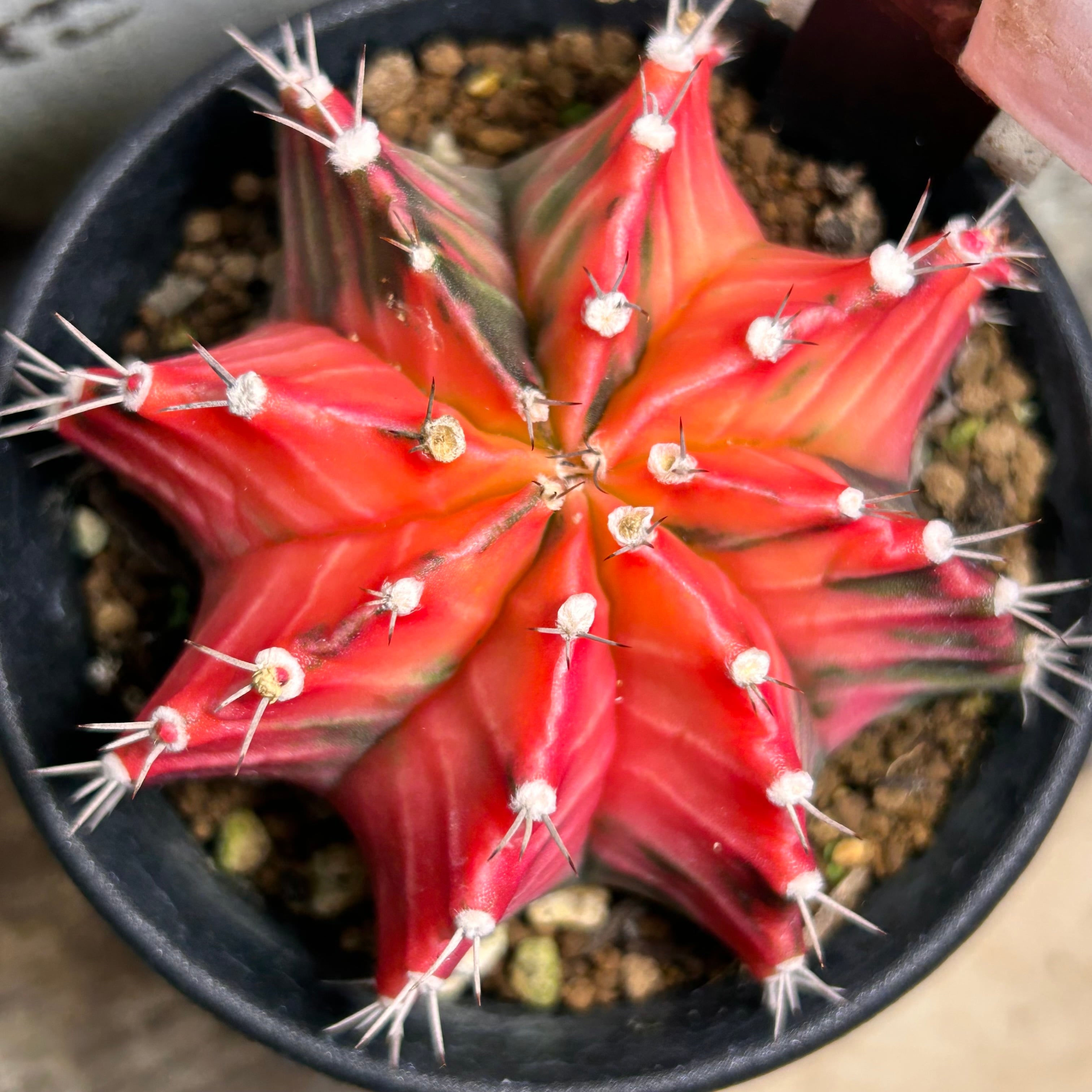 T)②ギムノカリキウム ミハノビッチ バリエガータ | RuPo 多肉植物専門店