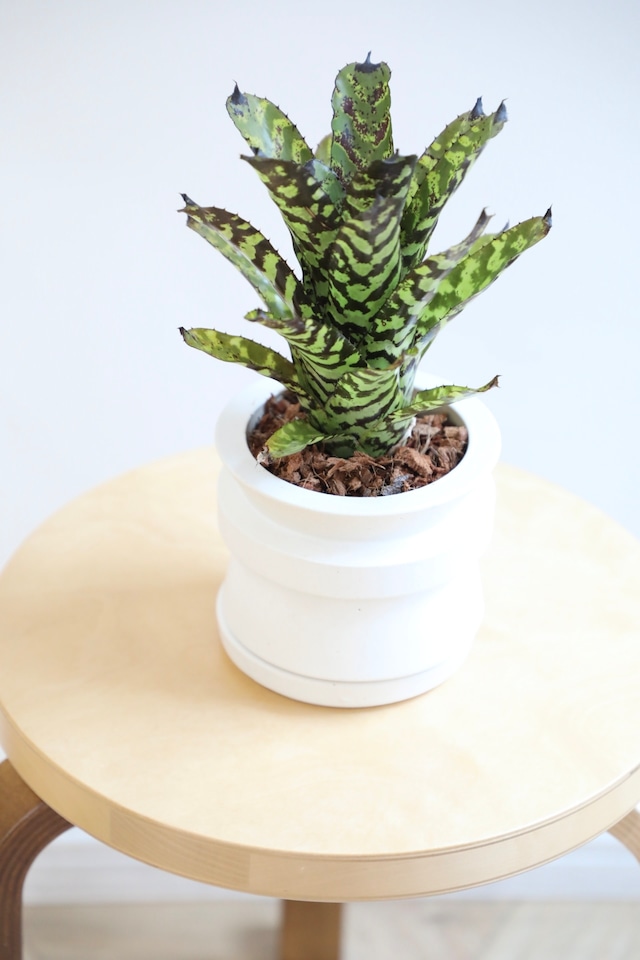 【S】エクメア オーランディアーナ/Aechmea orlandiana