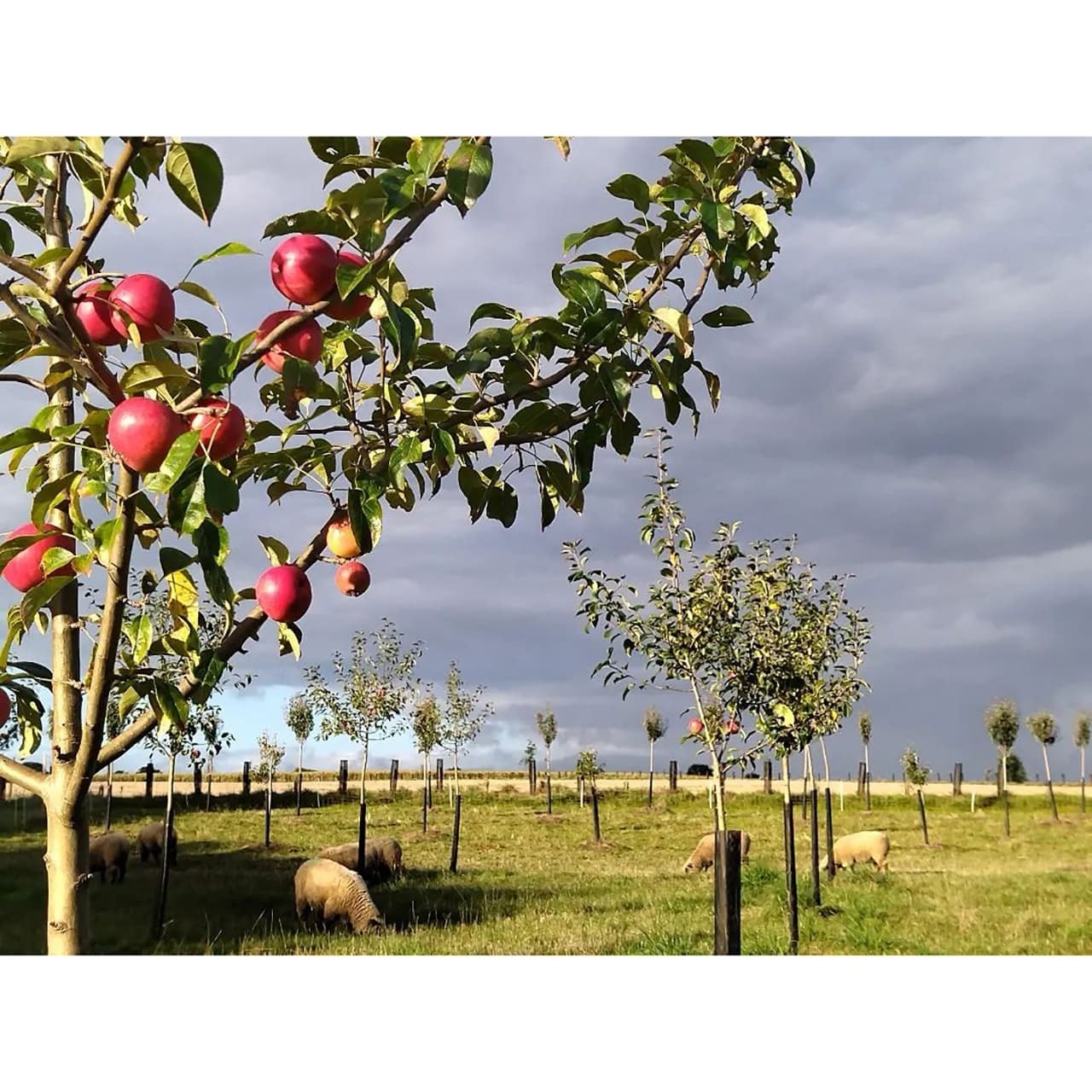 Domaine Johanna Cécillon シードル ネリオス〈辛口〉 | Le Bretagne
