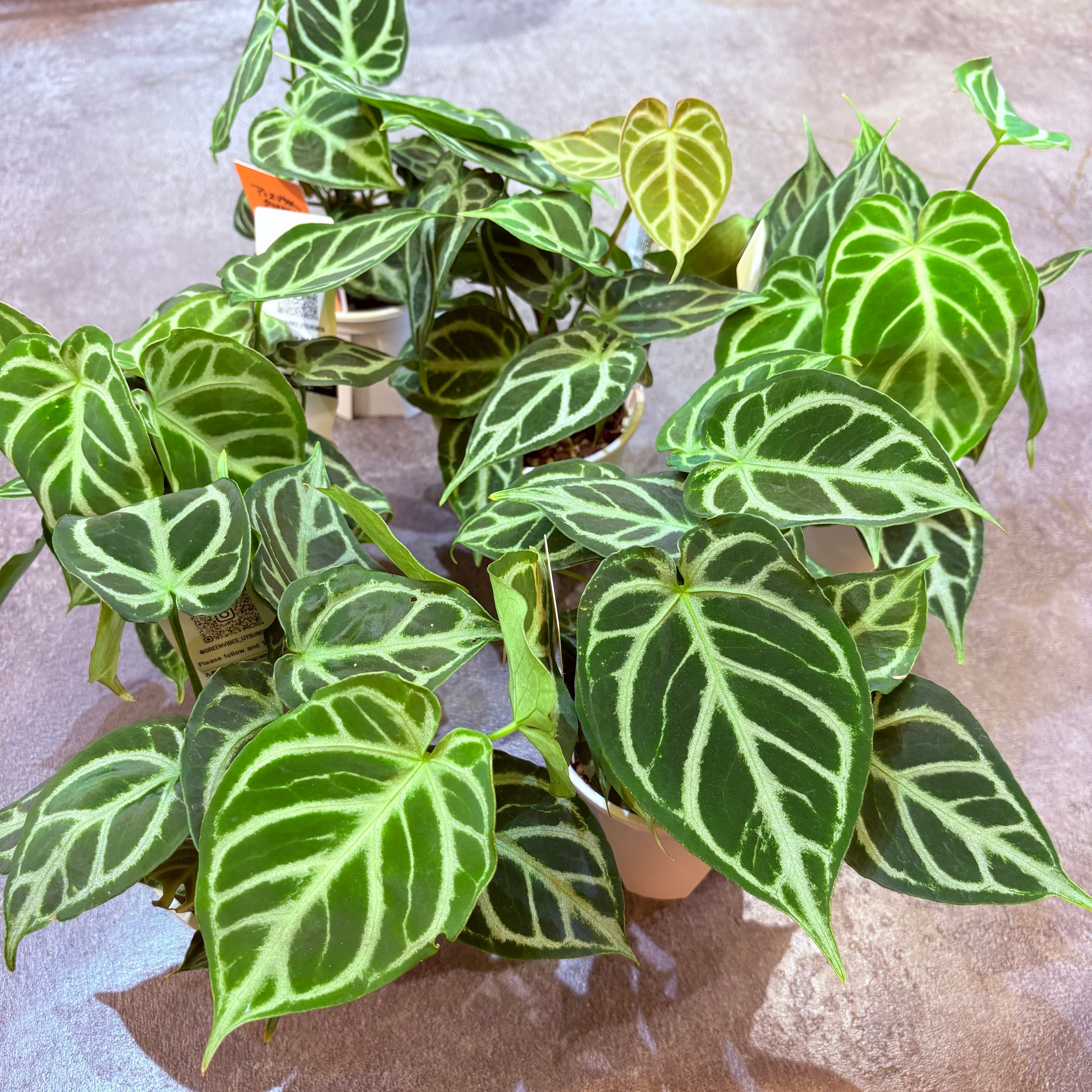 アンスリウム クリスタリナム 3.5号 | Green Vibes 宇都宮市の観葉植物