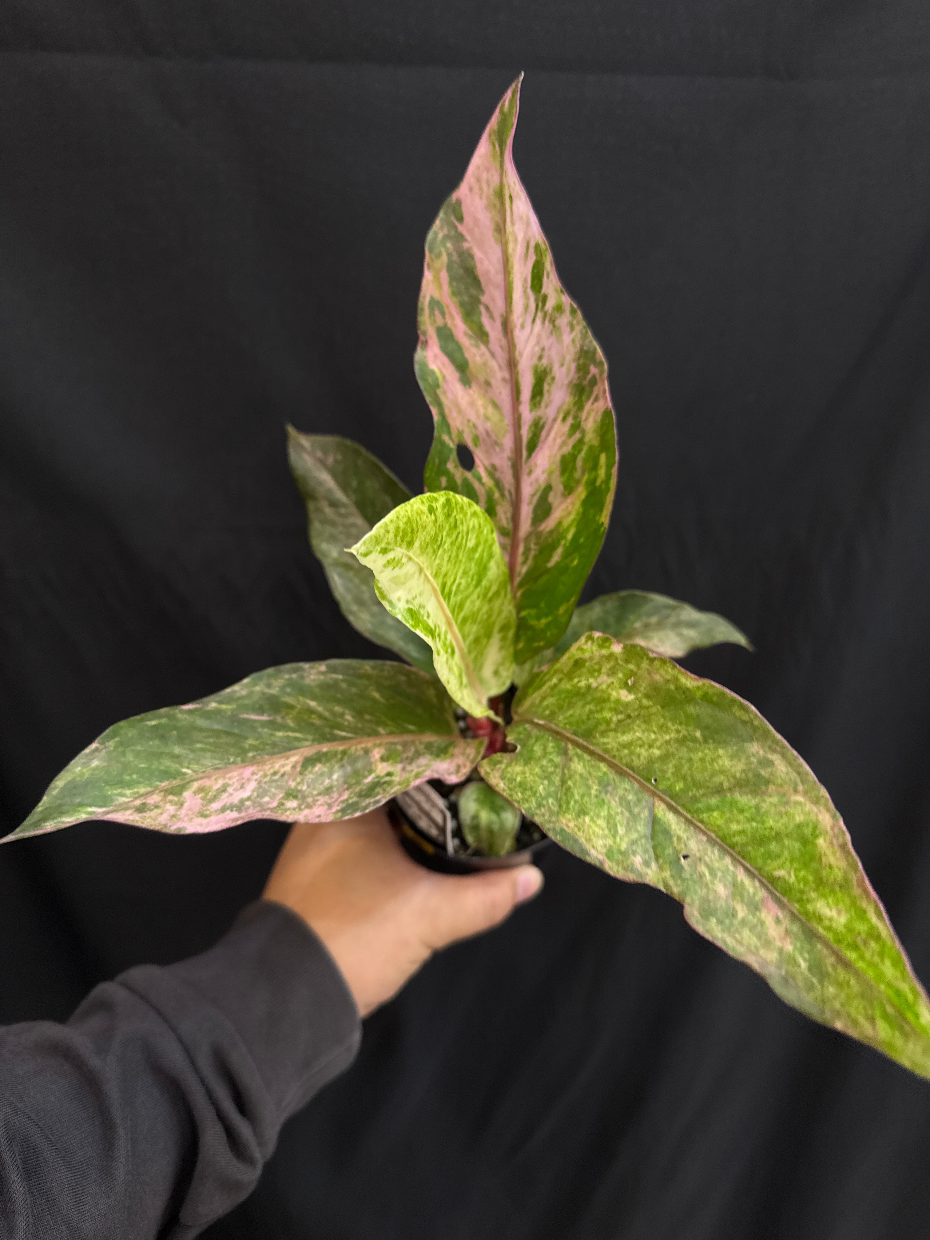 A アンスリウム sp. pink variegated | Gardenえん 【観葉・アロイド