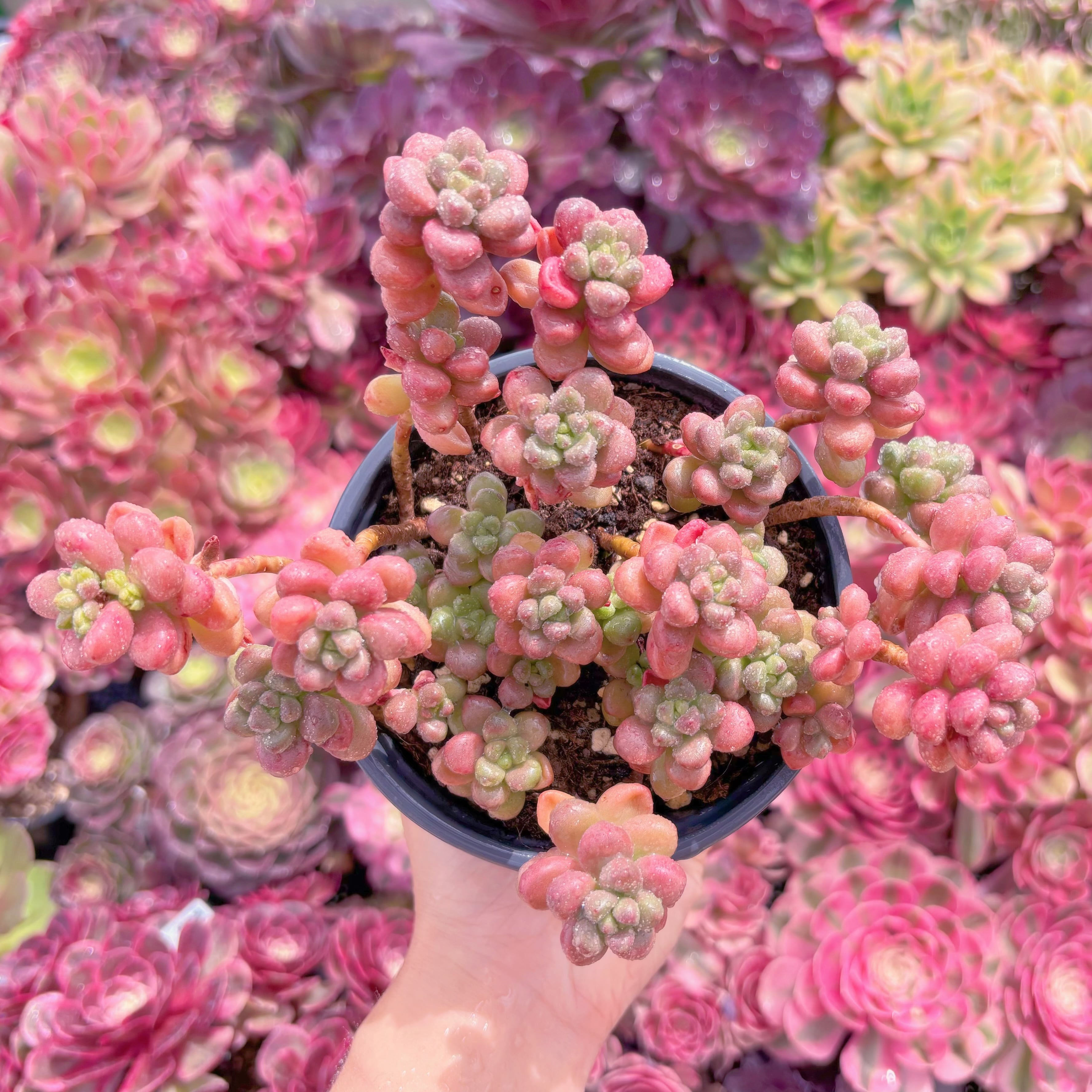 現品　花びらピアス#M091　群生　るる農園