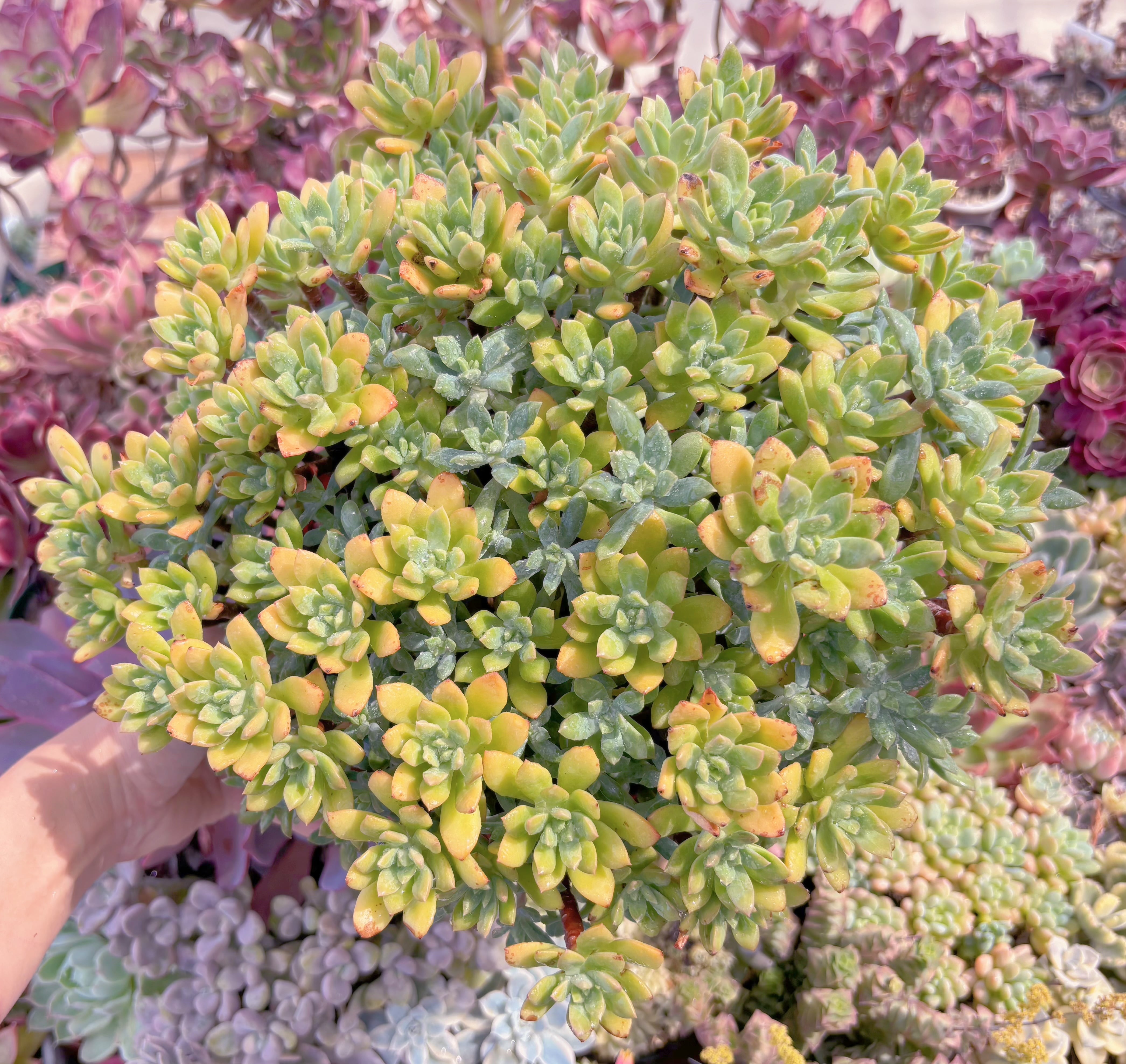 現品　macdougallii#C28　特大群生　直径約34cm  るる農園