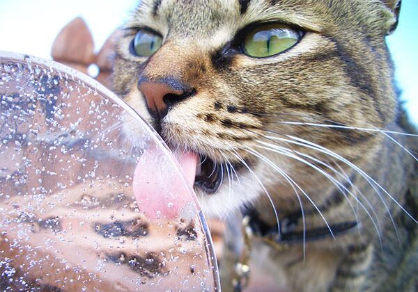 猫 ポストカード The Cat who....猫は氷を舐める ちべたいね 10x14.8センチ(cm)官製はがきサイズ 猫写真 はがき ねこ葉書 ネコハガキ Postcard アイとちび アイシス