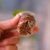 Anthurium Carlablackiae / アンスリウム カーラブラッキー⑭│観葉植物