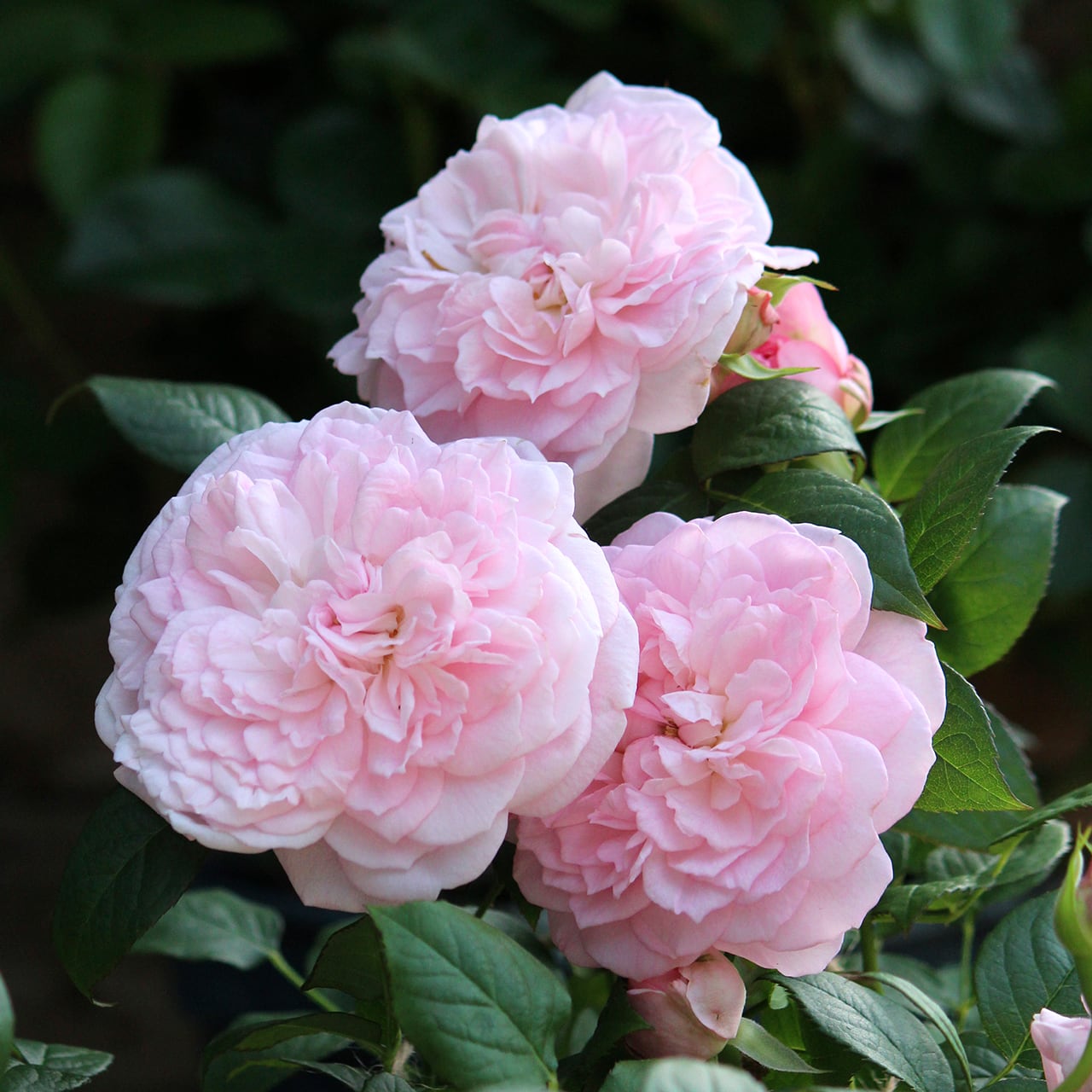 バラ大苗 ファルセット【大森プランツオリジナル】 ＜3月上旬発送商品