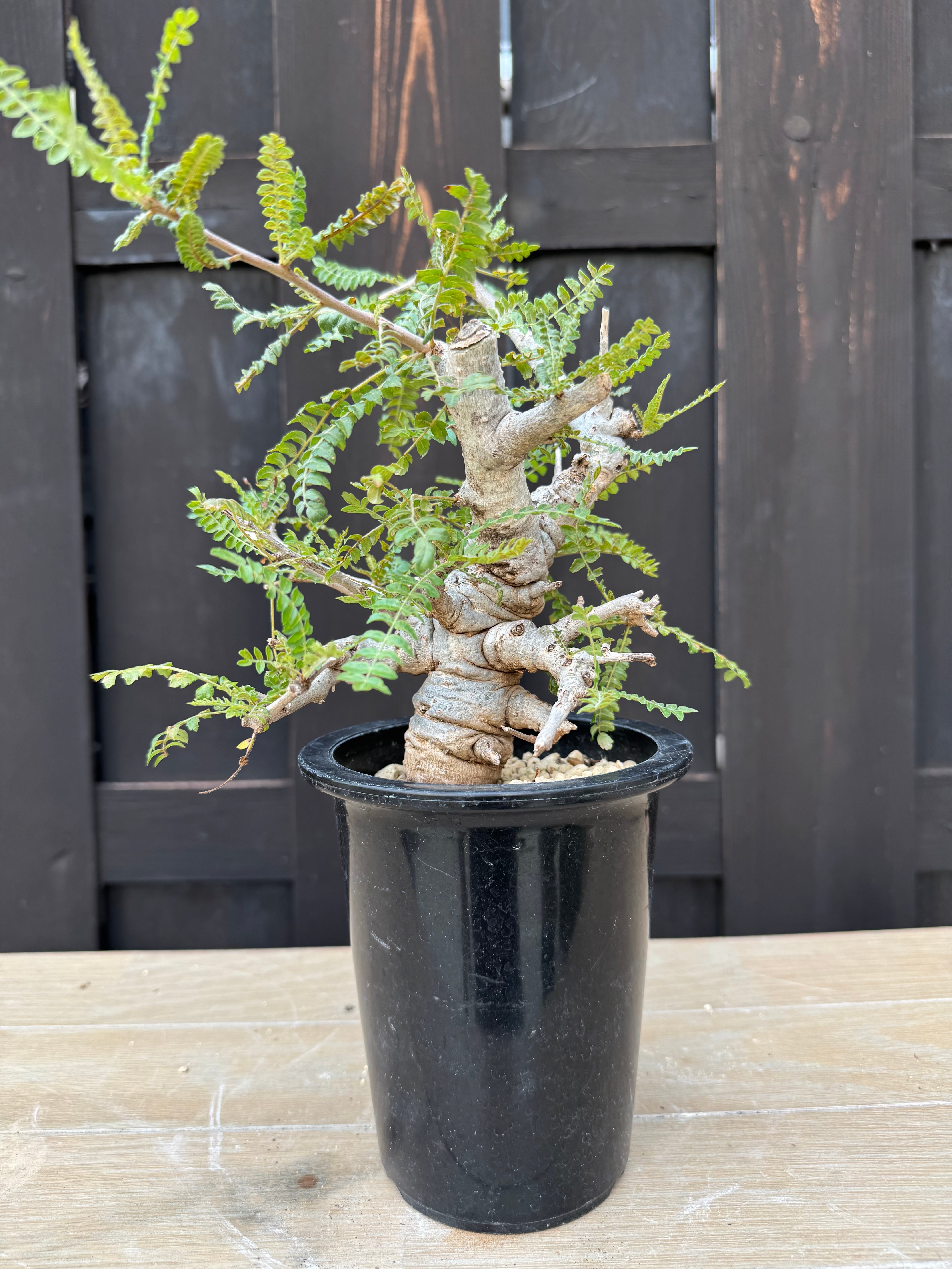 新着】Boswellia neglecta【良型・タイ実生】 ボスウェリア