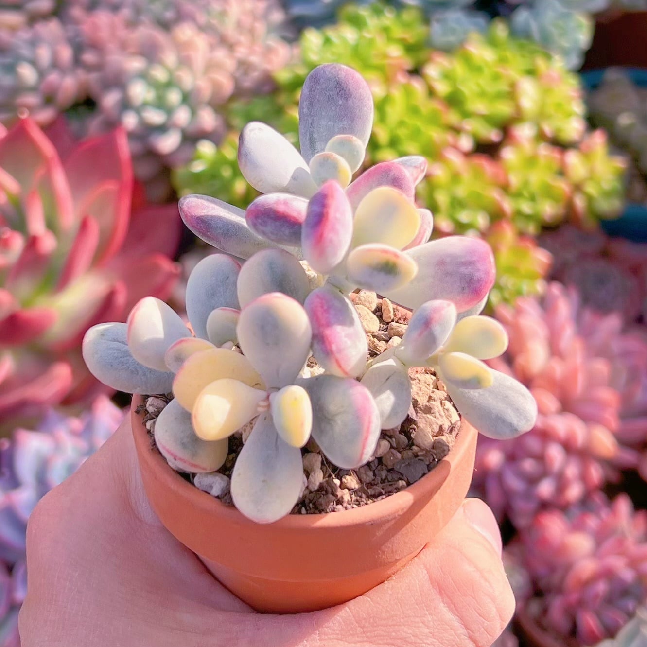 多肉植物　達磨福娘錦　るる農園