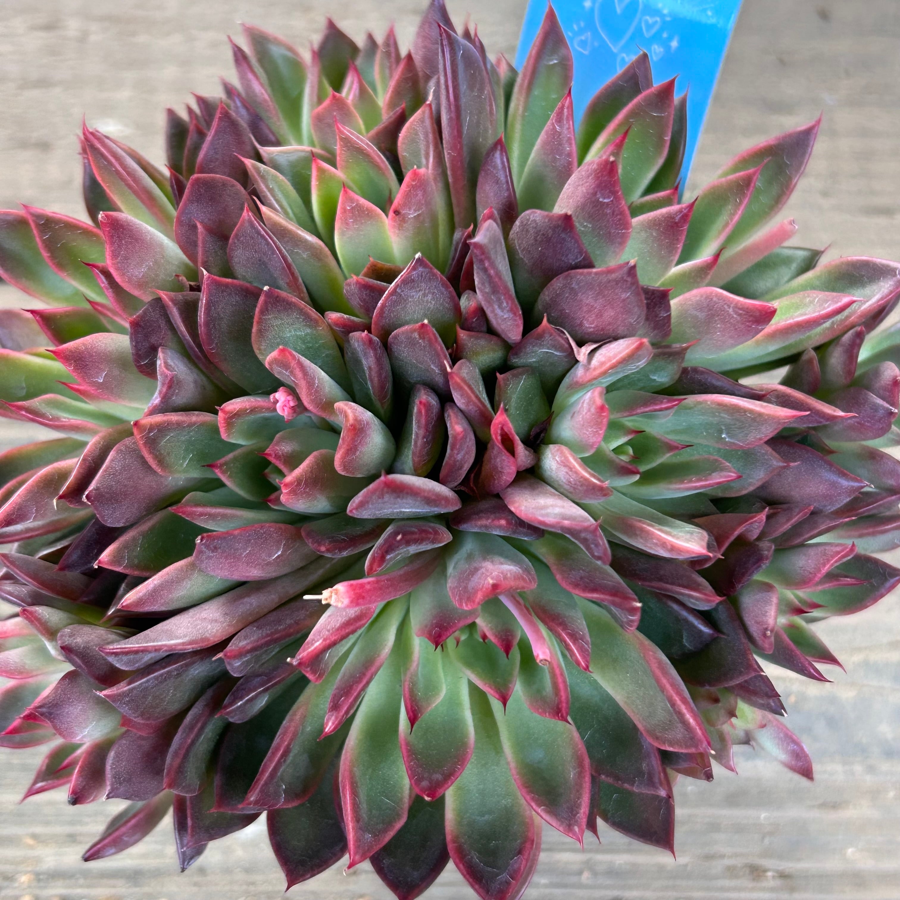 ブラザースペシャル095群生 | RuPo 多肉植物専門店